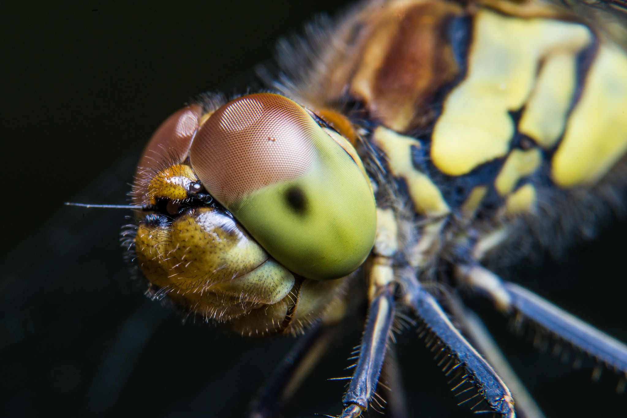 Sony a99 II + 90mm F2.8 Macro SSM sample photo. Dragonfly photography