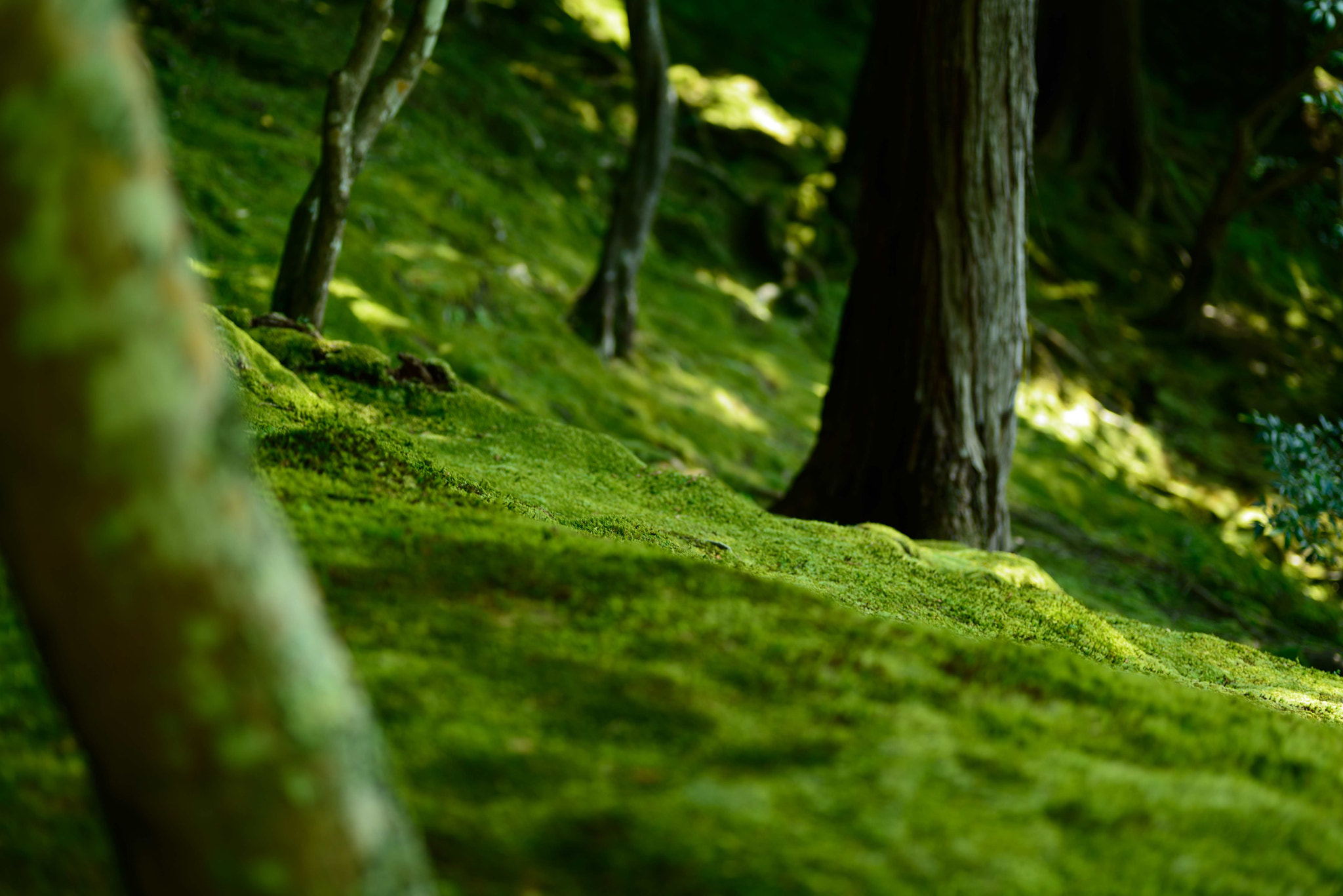 Nikon D600 sample photo. A garden covered in moss photography