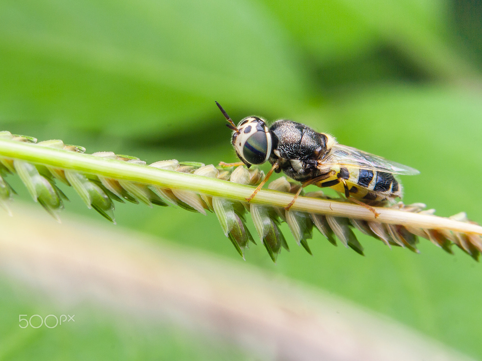 Canon EF 70-210mm f/3.5-4.5 USM sample photo. Fly photography