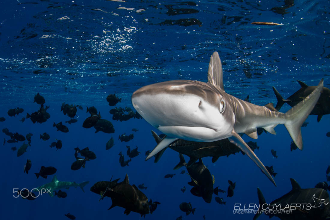 Nikon D800 + Nikon AF Fisheye-Nikkor 16mm F2.8D sample photo. Sharing the ocean photography