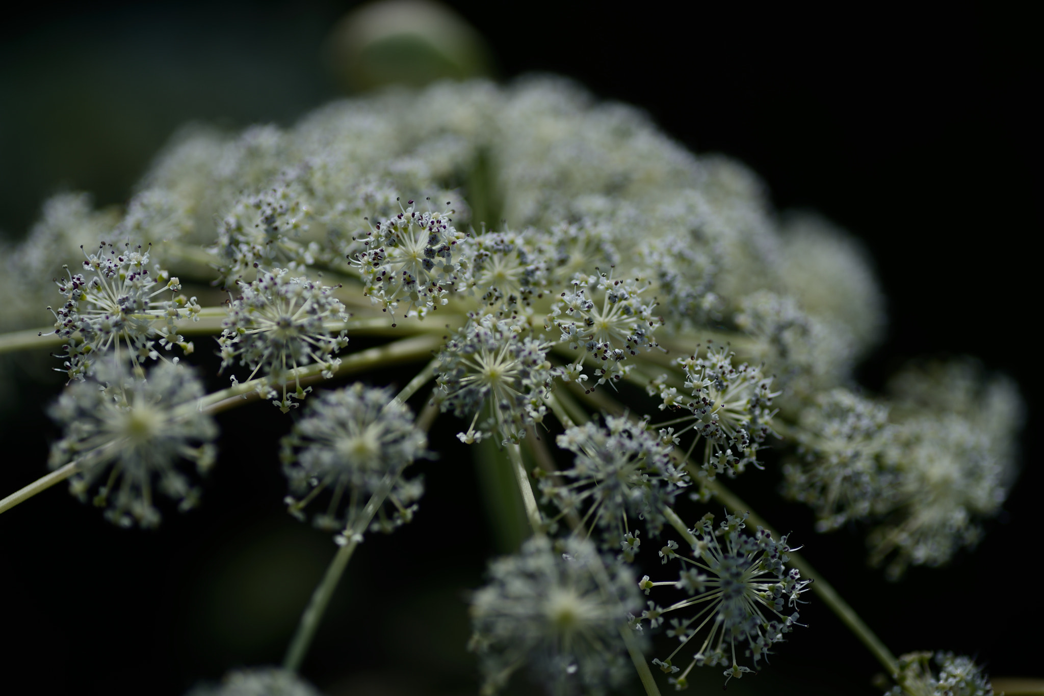 Nikon D600 sample photo. Macrocosmic photography