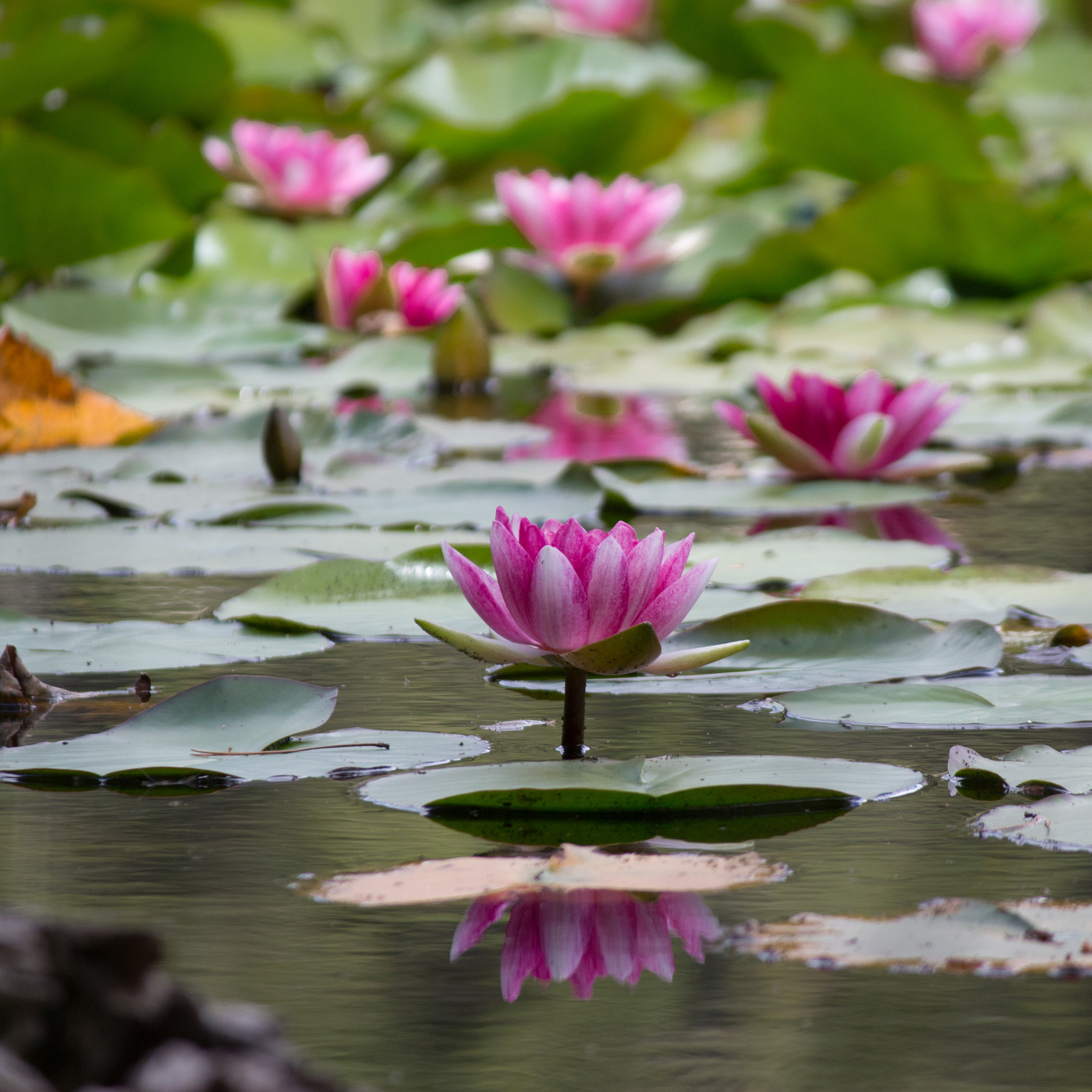 Canon EF-S 55-250mm F4-5.6 IS sample photo. Flowery lake photography