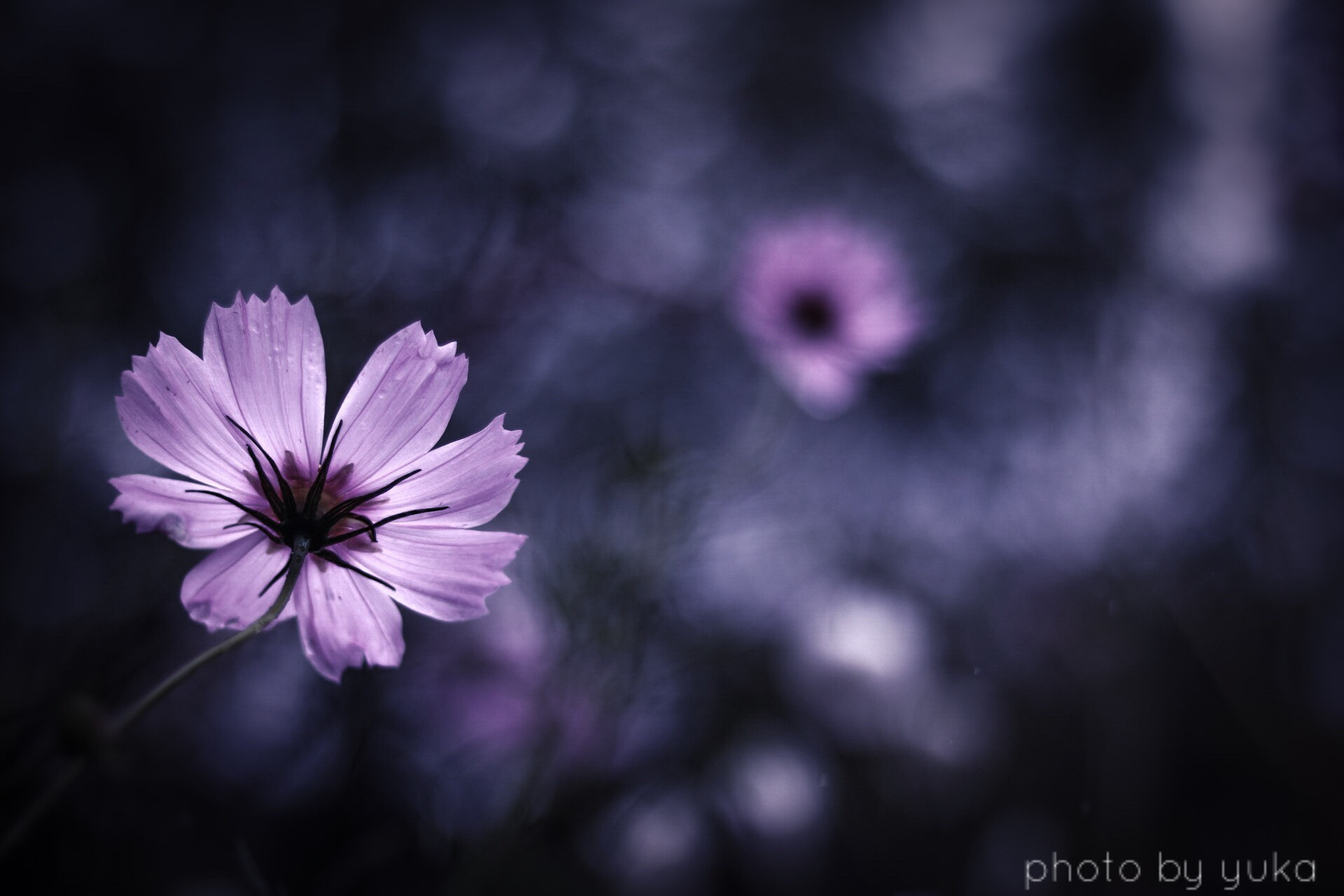 Canon EF 50mm F1.8 STM sample photo. 朧気に… photography