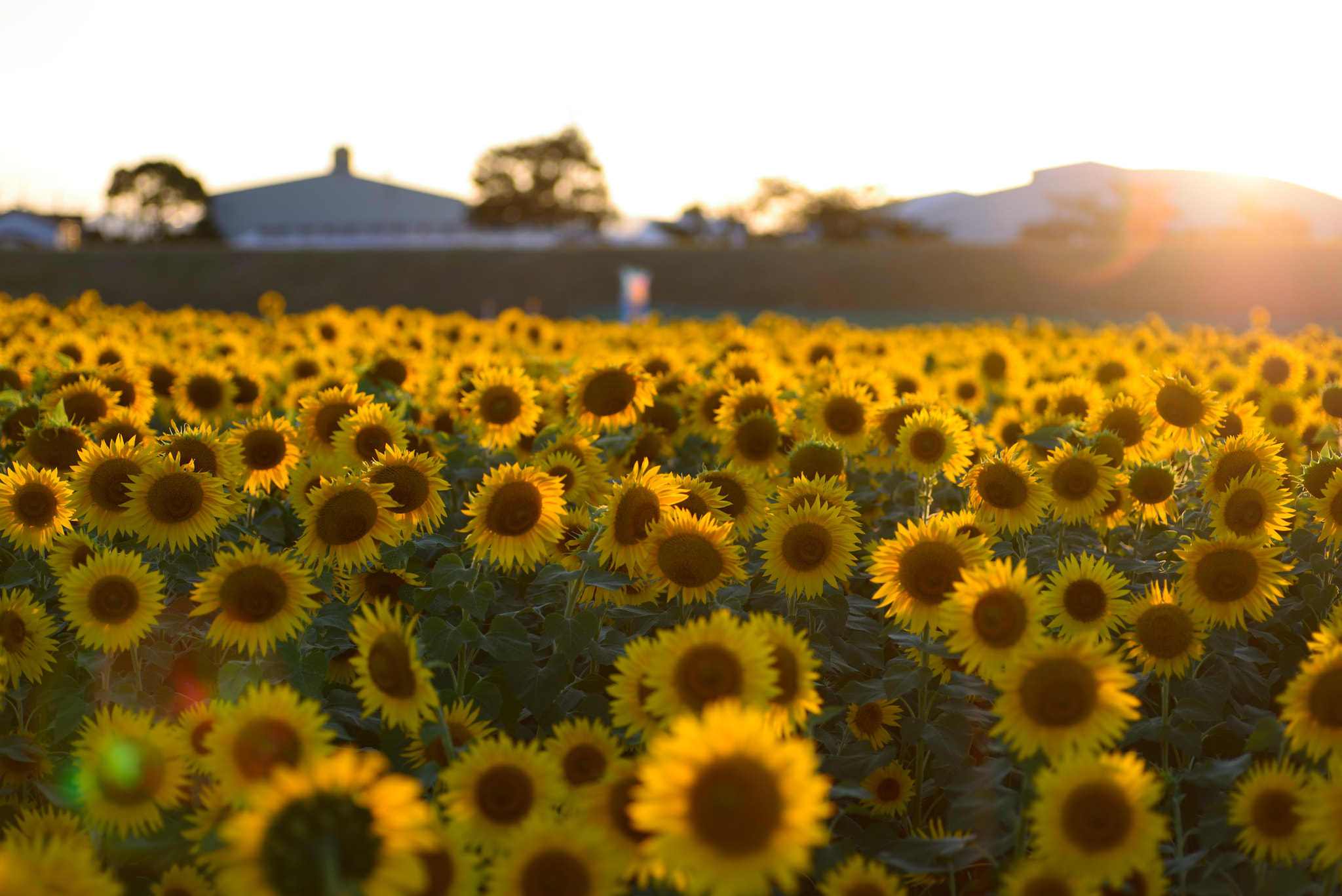 Nikon D600 sample photo. A sunflower in dusk photography