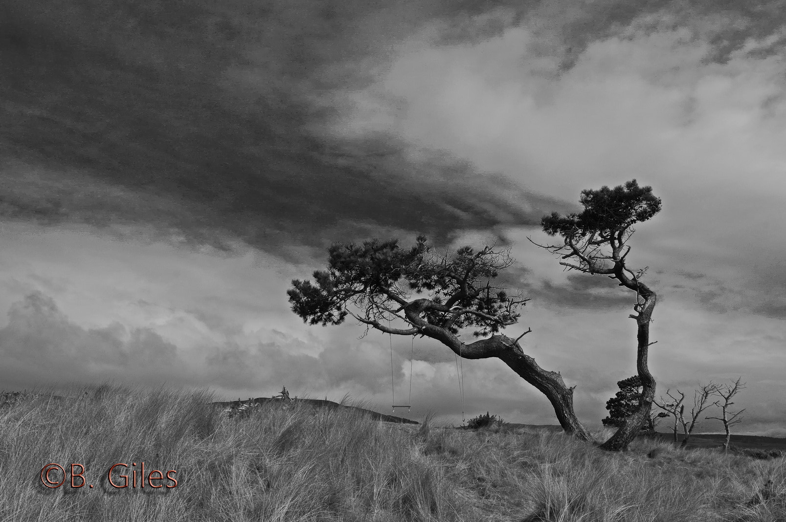 Pentax smc DA 18-55mm F3.5-5.6 AL WR sample photo. Scots pine and swing photography