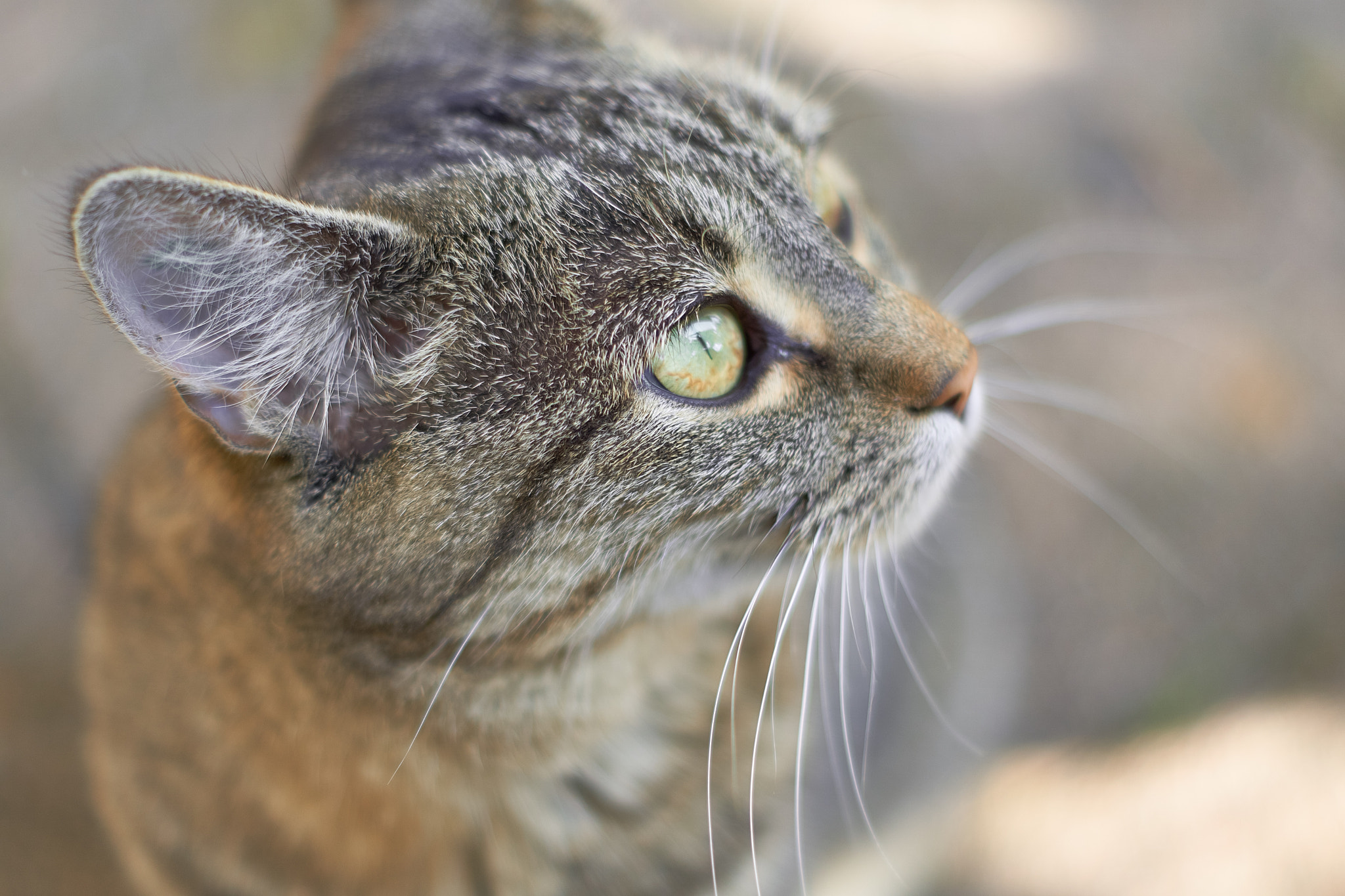 Sony DT 50mm F1.8 SAM sample photo. Cat photography