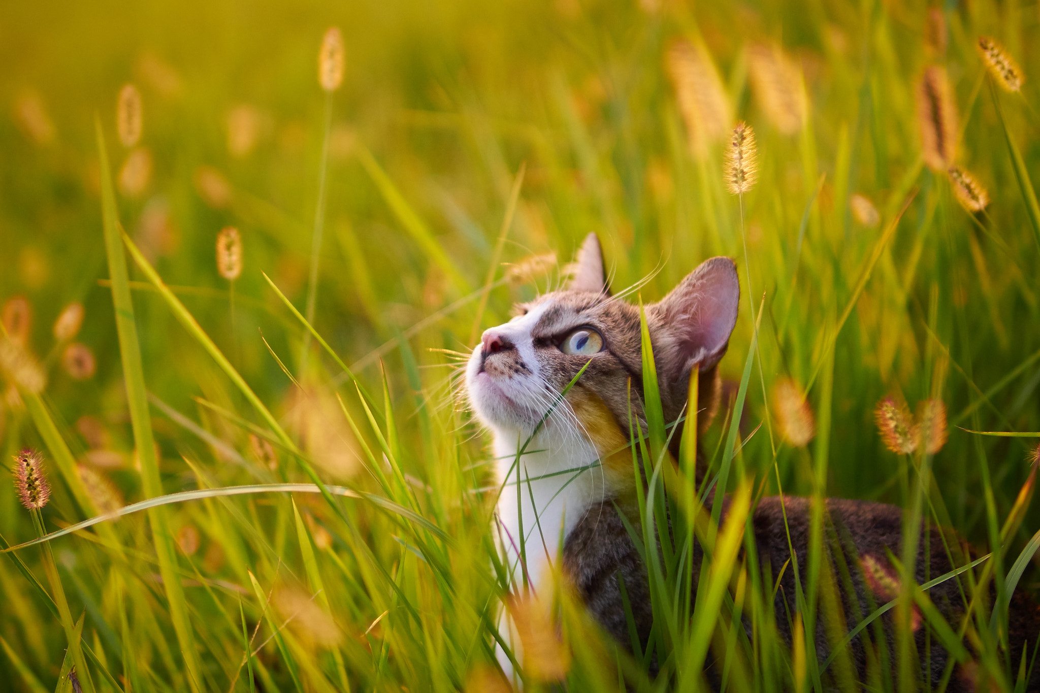 Sigma 30mm F1.4 DC DN | C sample photo. Cat photography