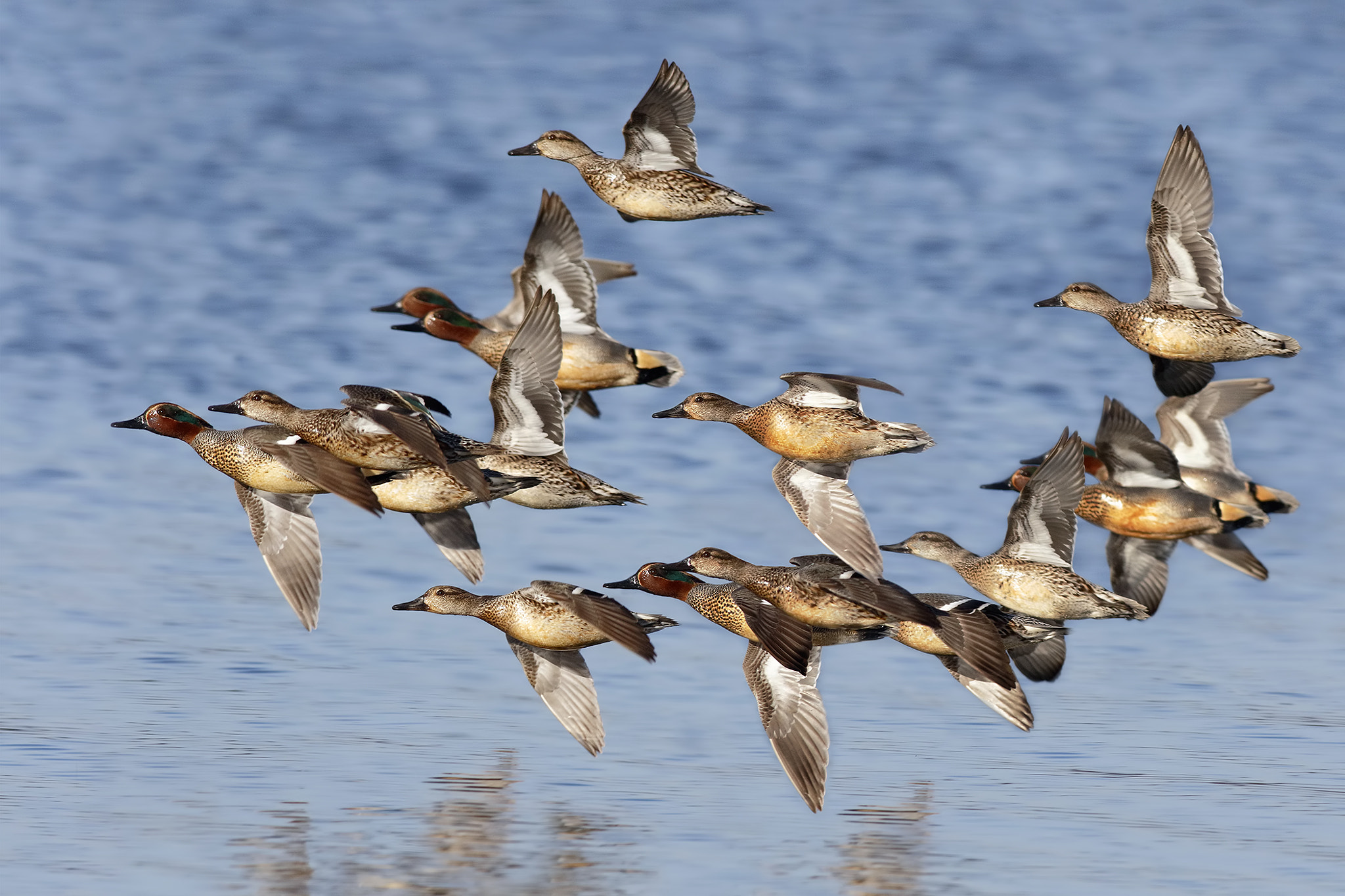 Canon EOS 7D Mark II sample photo. Teals in flight photography