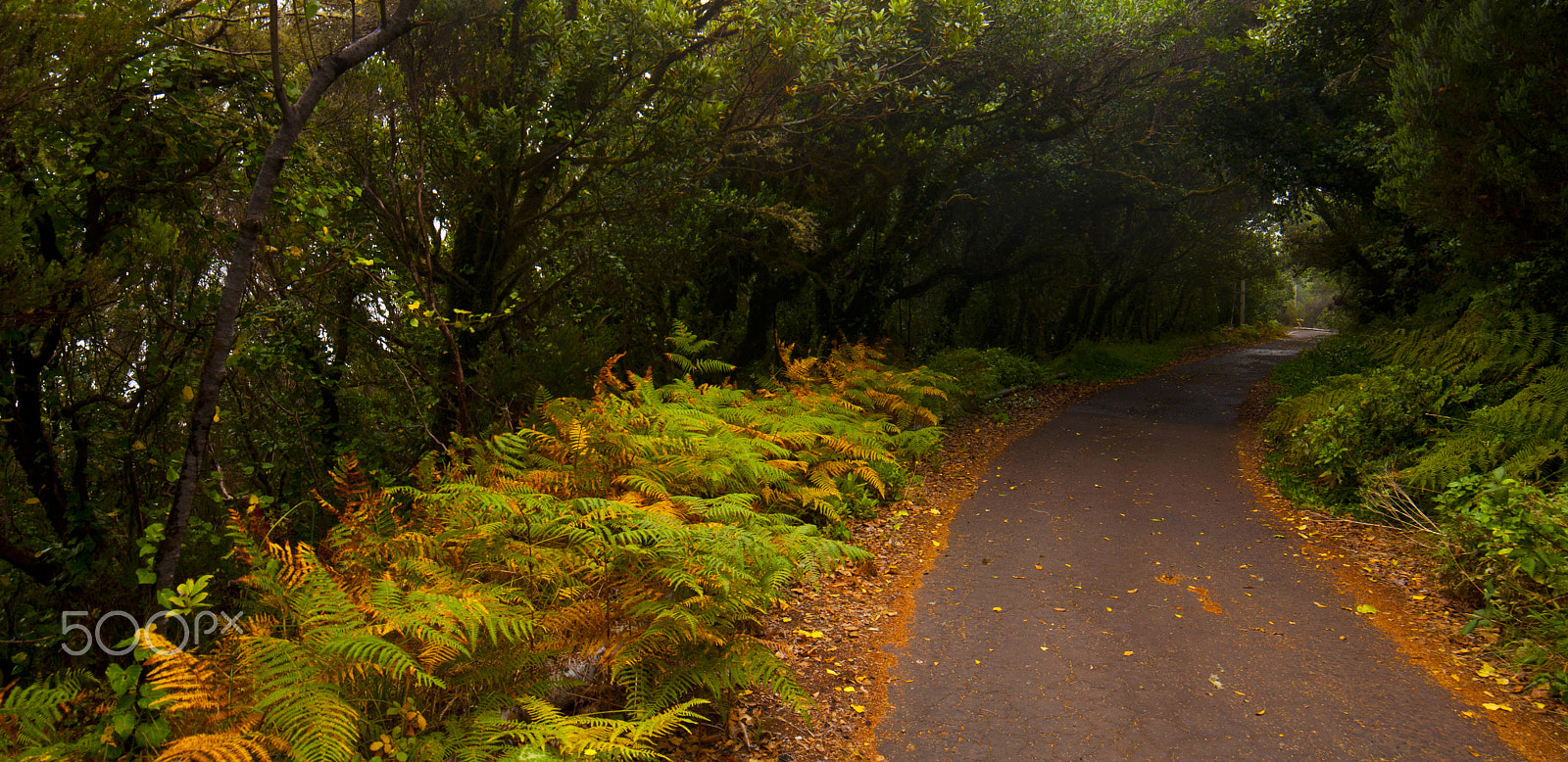 Samyang 14mm F2.8 ED AS IF UMC sample photo. Almost autumn. photography
