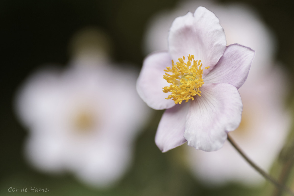 Sony SLT-A77 + Tamron SP AF 90mm F2.8 Di Macro sample photo. Anemone tomentosa 2 photography