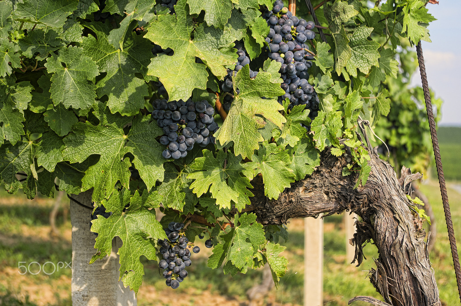 Pentax smc DA 18-55mm F3.5-5.6 AL WR sample photo. Grapes photography