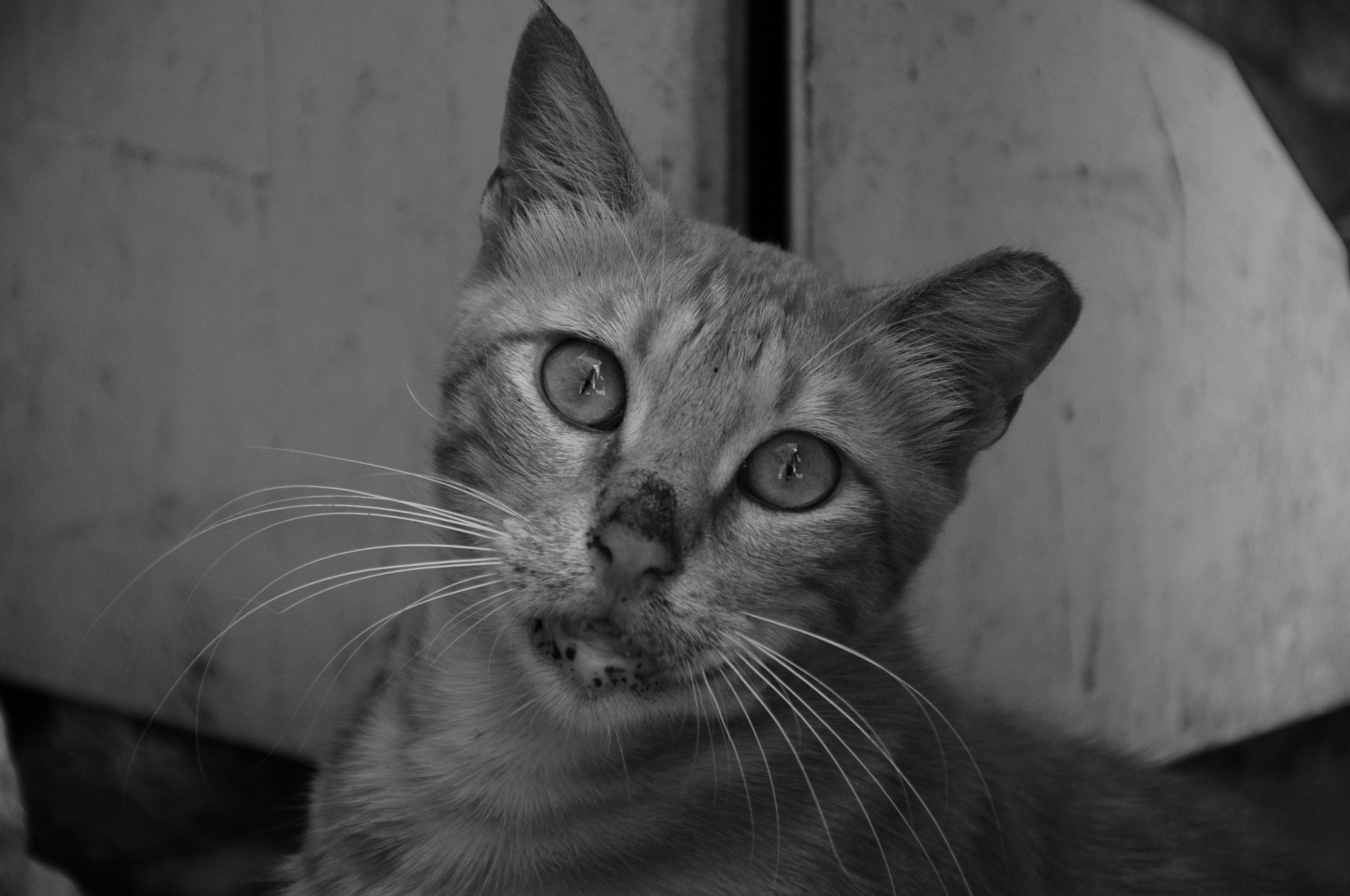 Nikon D5000 sample photo. Old akko, israel photography