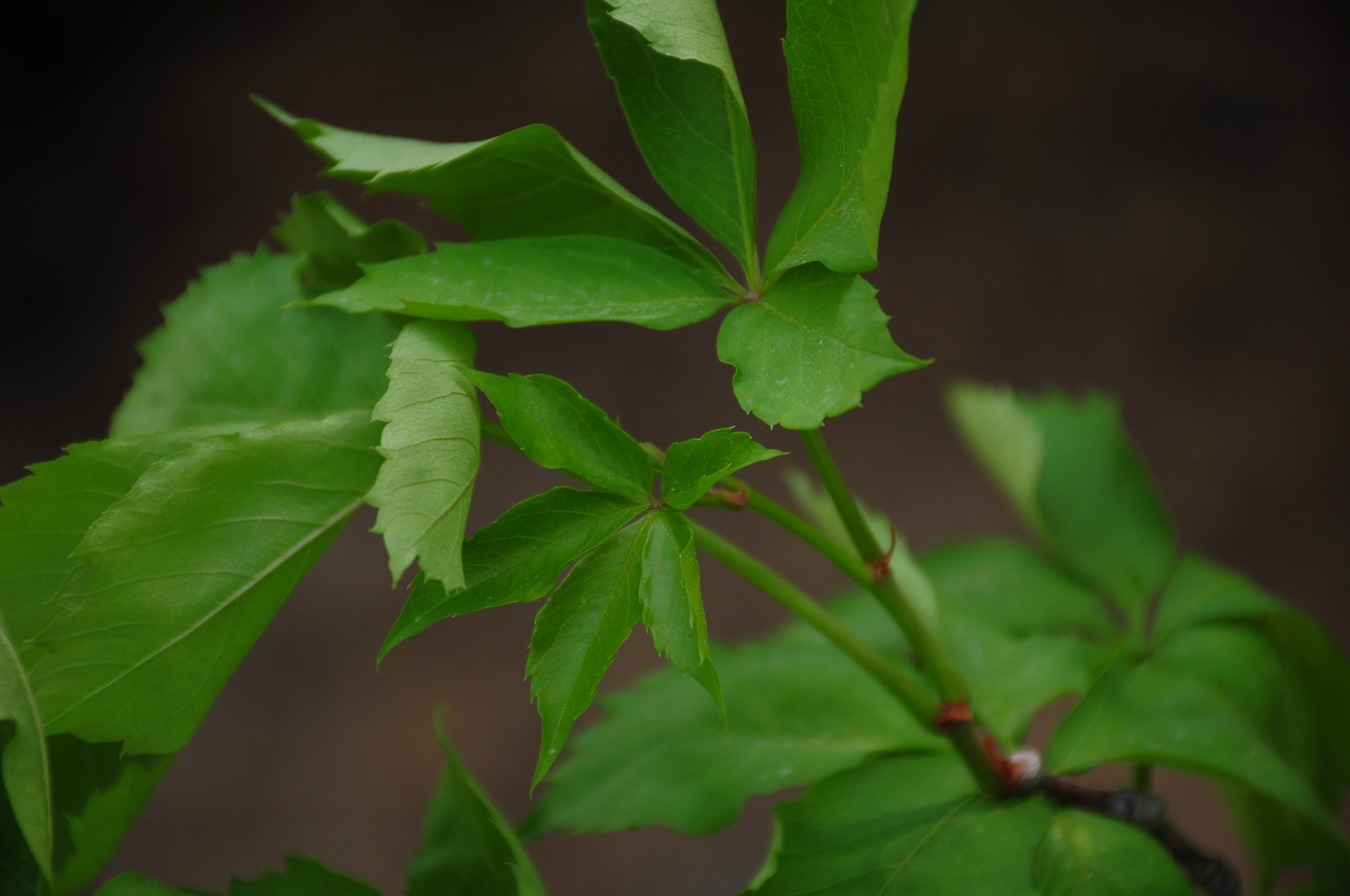 Nikon D5000 sample photo. Littel moments photography