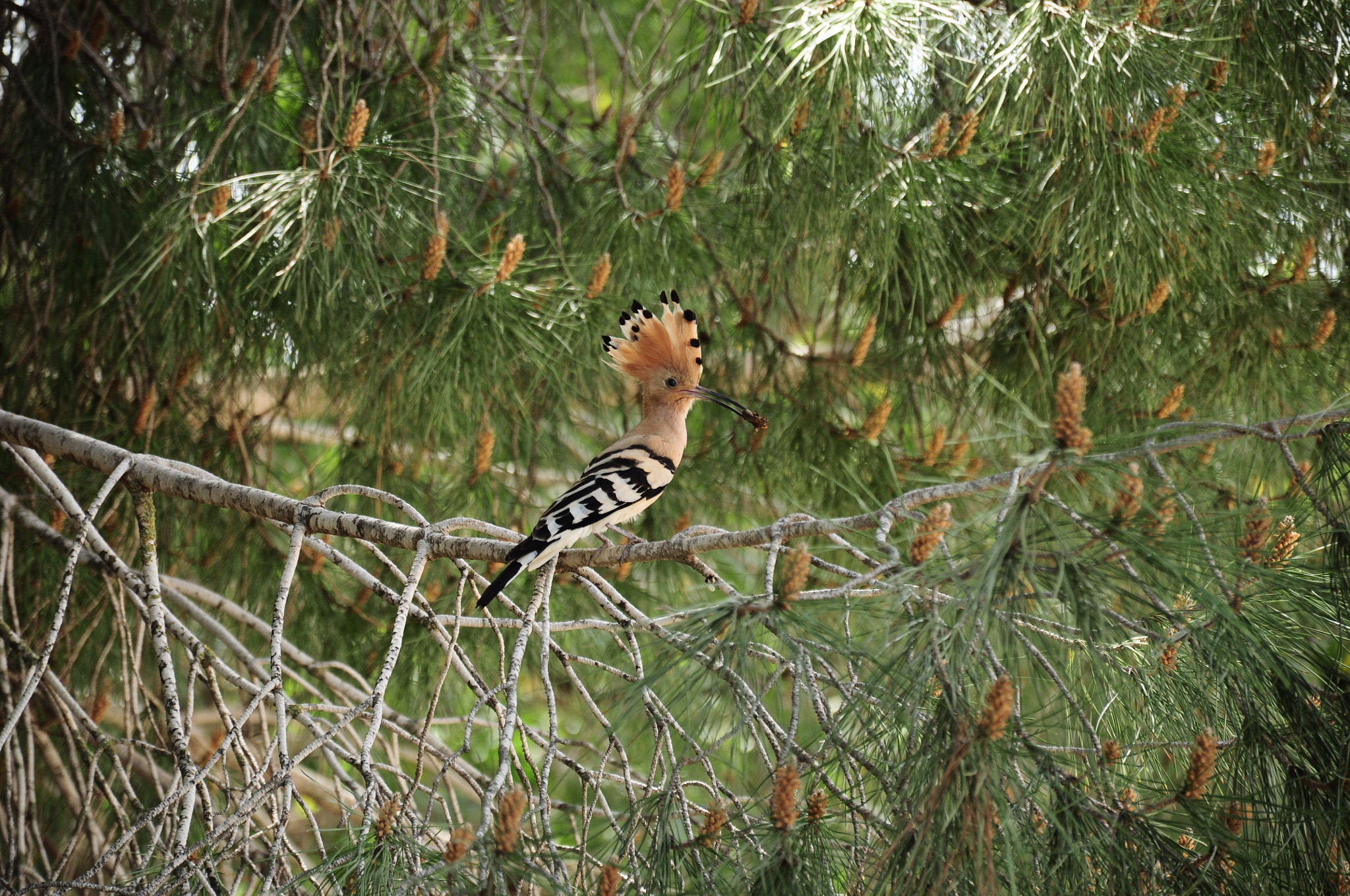 Nikon D5000 sample photo. Hoopoe photography