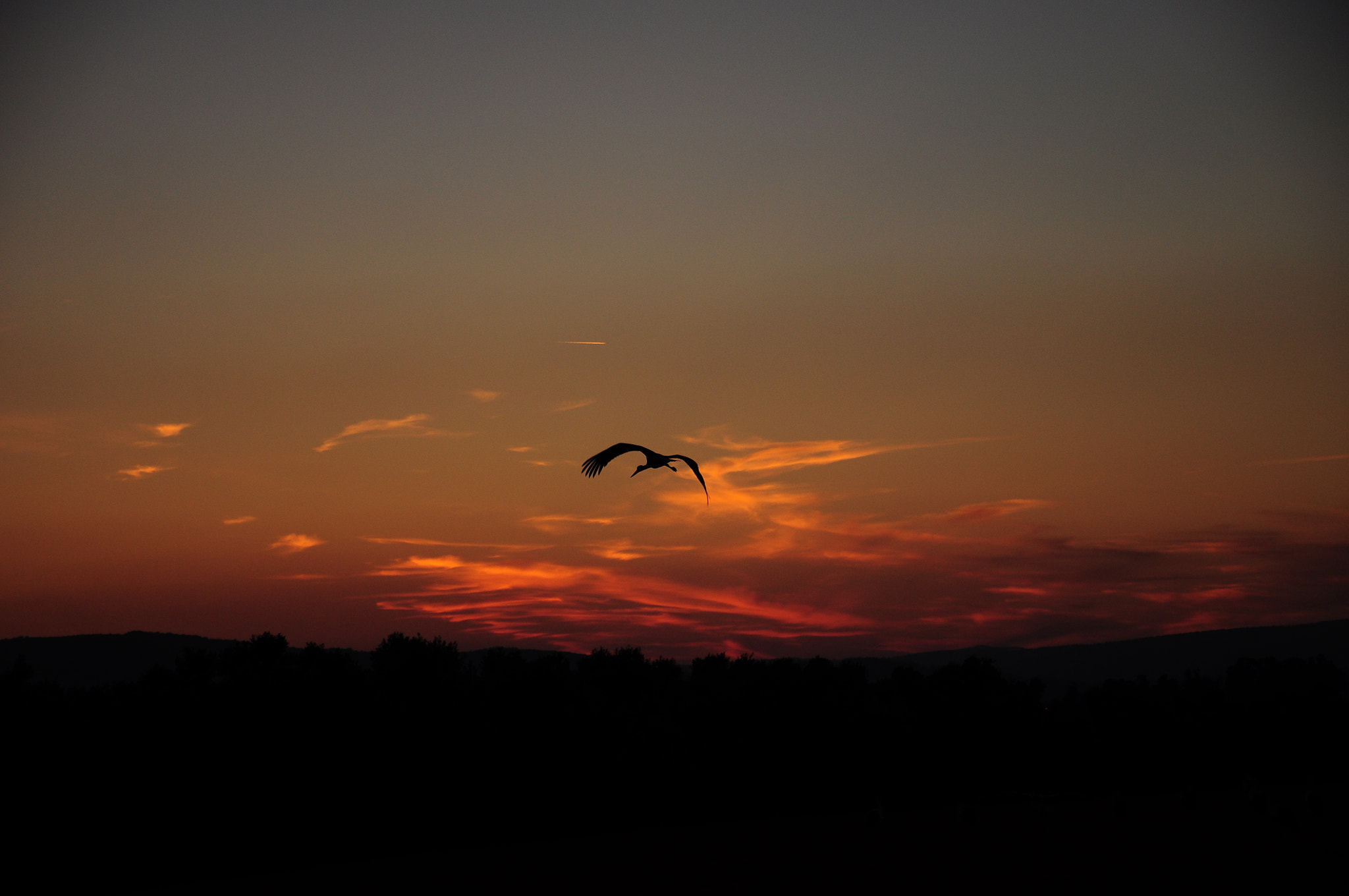 Nikon D5000 sample photo. A lonely strok in the sky photography