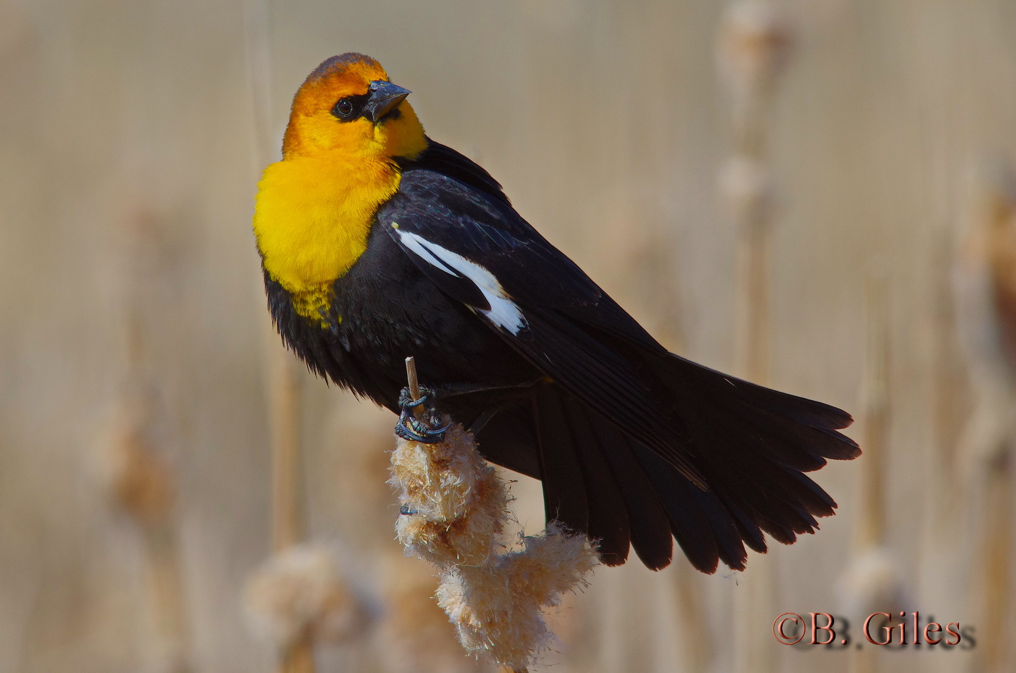 Sigma 150-500mm F5-6.3 DG OS HSM sample photo. Regal pose photography