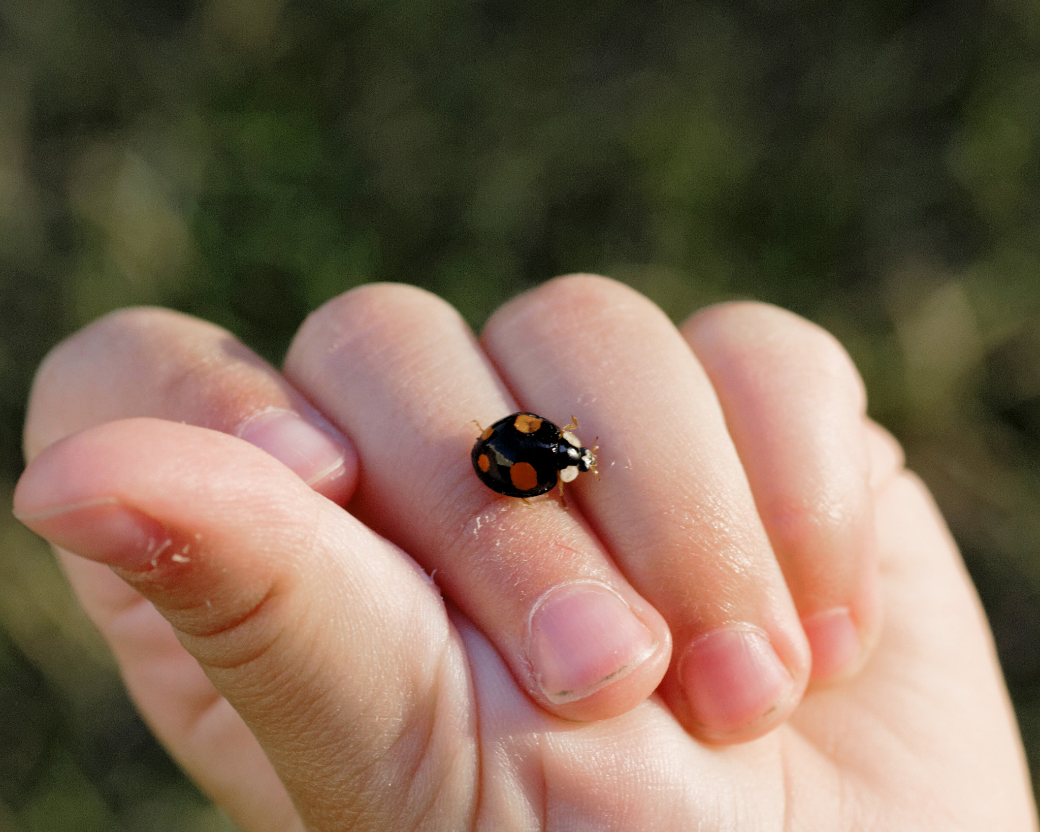 Nikon D200 + Sigma 70mm F2.8 EX DG Macro sample photo. Harmonia axyridis photography