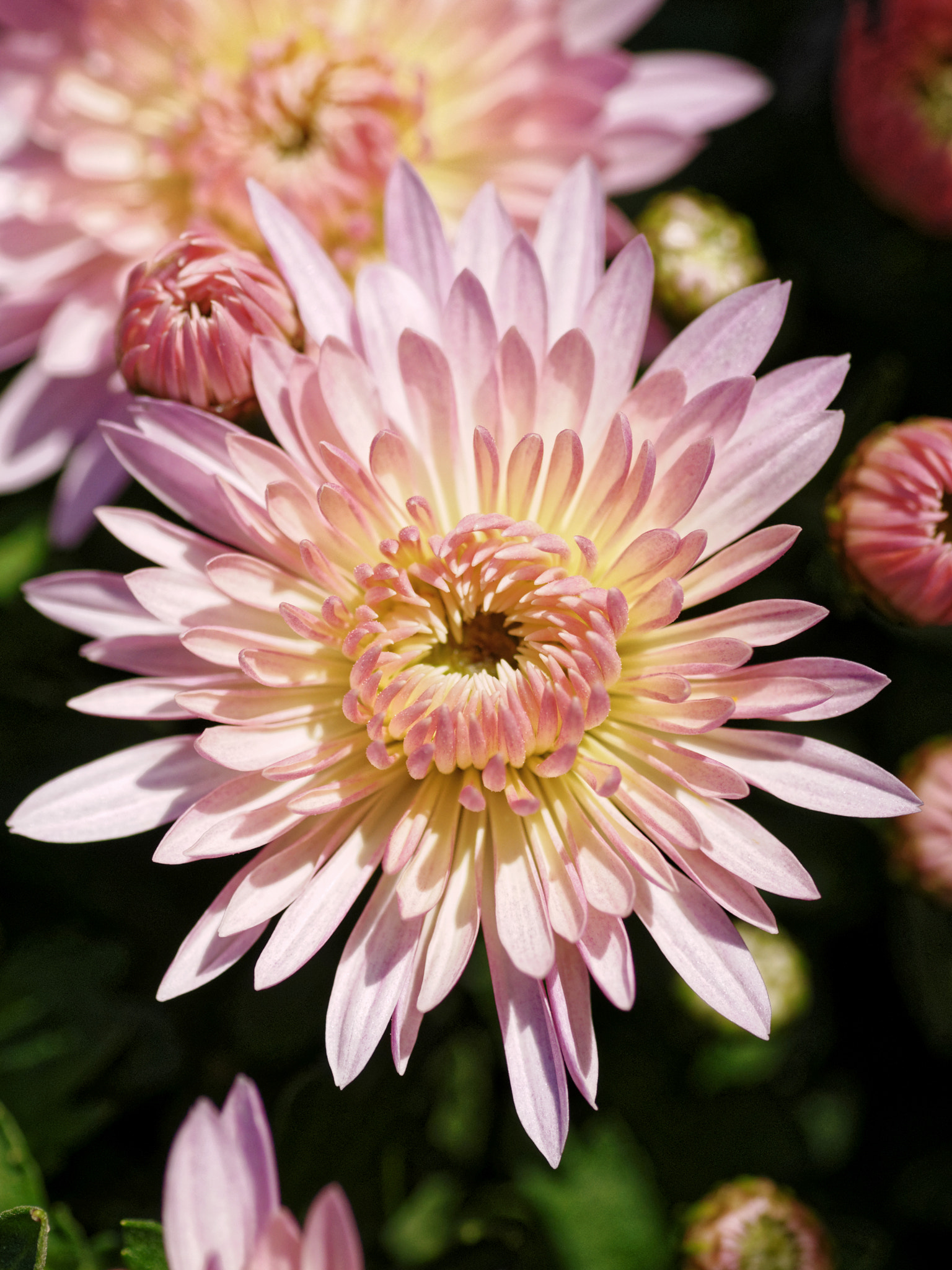 Nikon D200 + Sigma 70mm F2.8 EX DG Macro sample photo. Chrysanthème photography