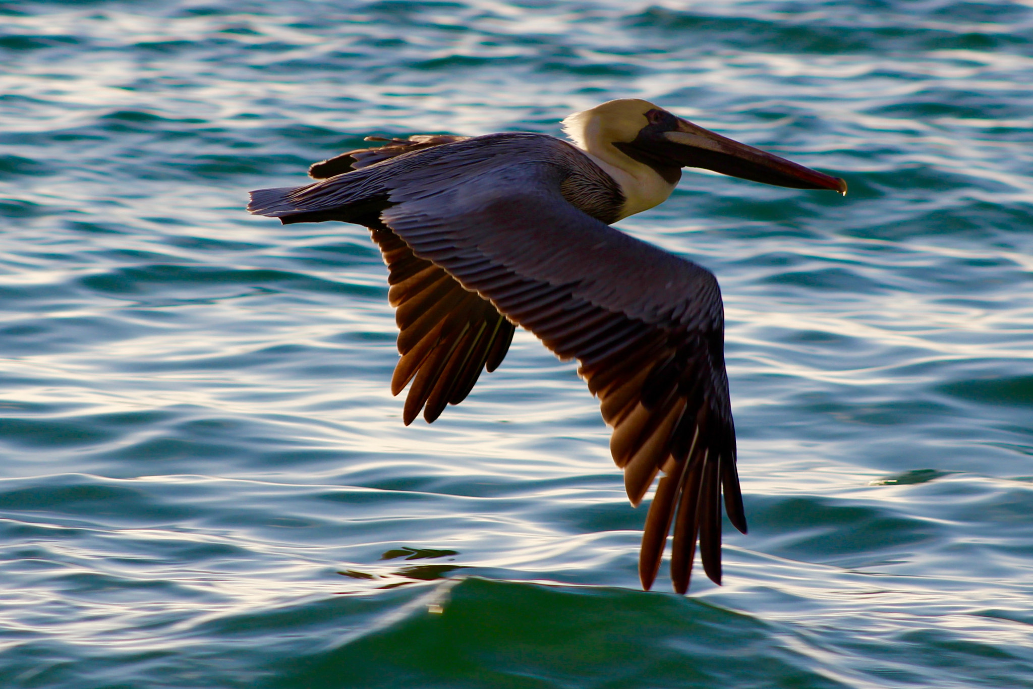 Canon EF75-300mm f/4-5.6 sample photo
