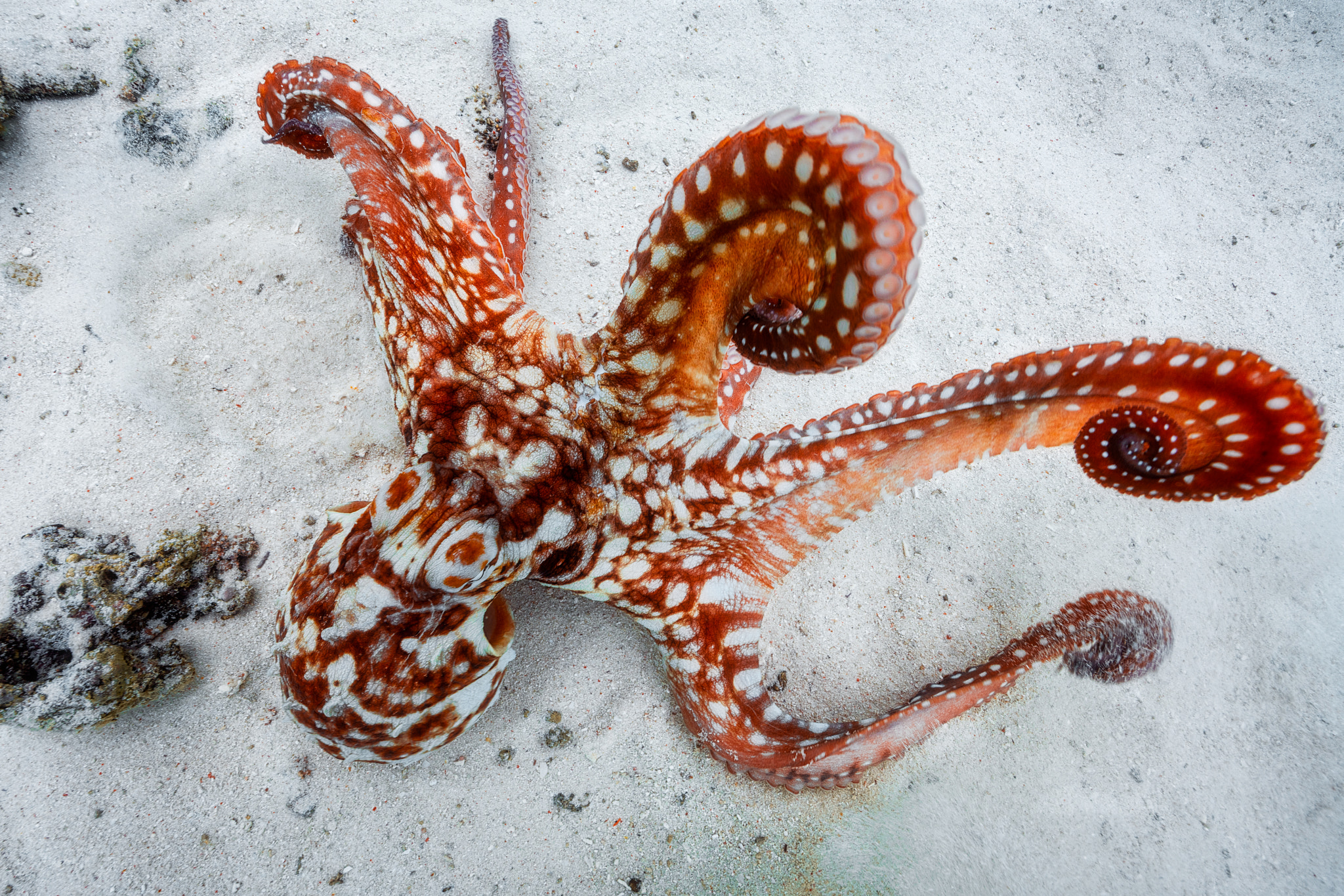 Canon EF 14mm F2.8L II USM sample photo. Octopus photography