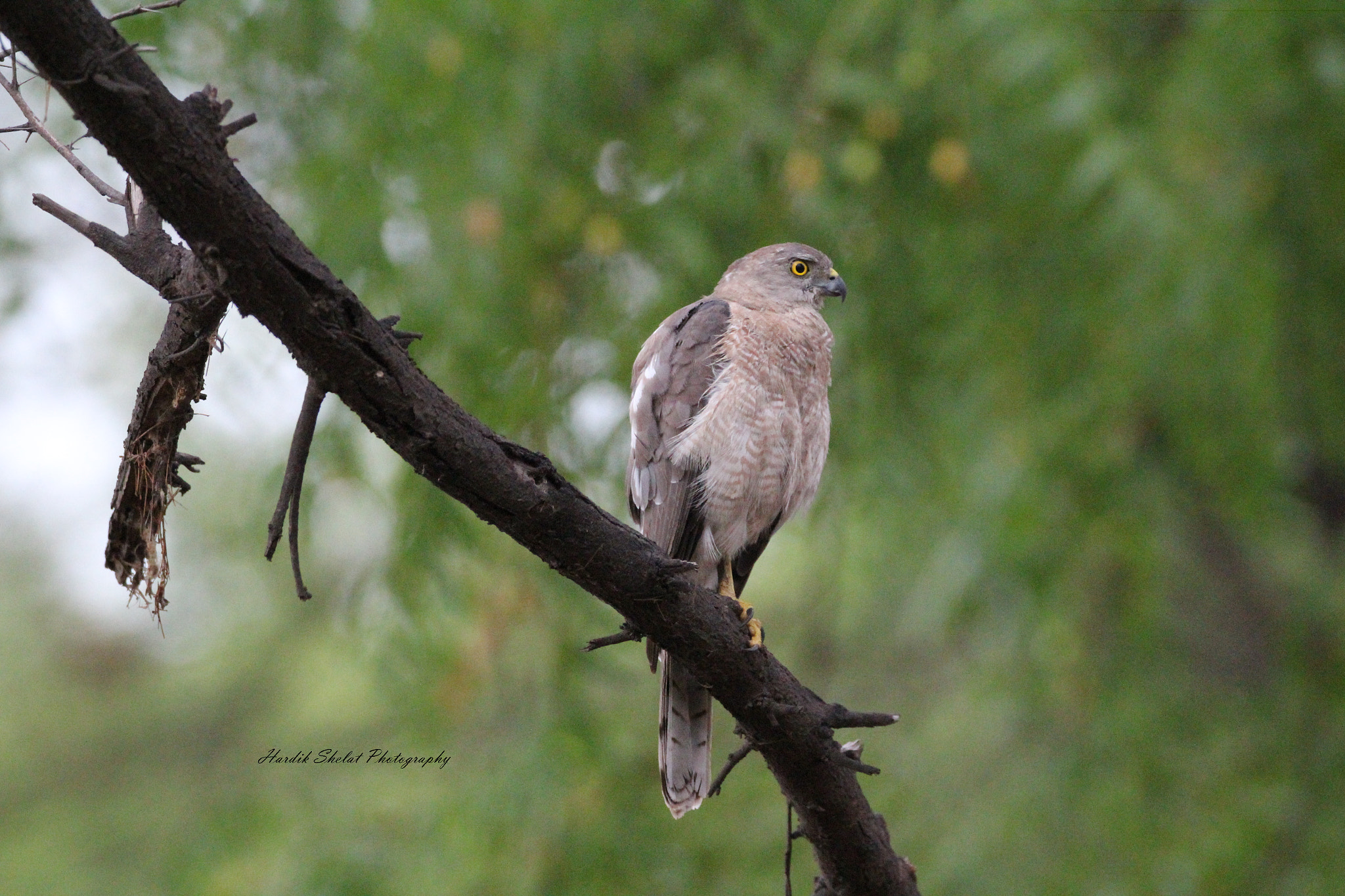 Sigma 150-600mm F5-6.3 DG OS HSM | C sample photo. Shikra(little banded goshawk) photography