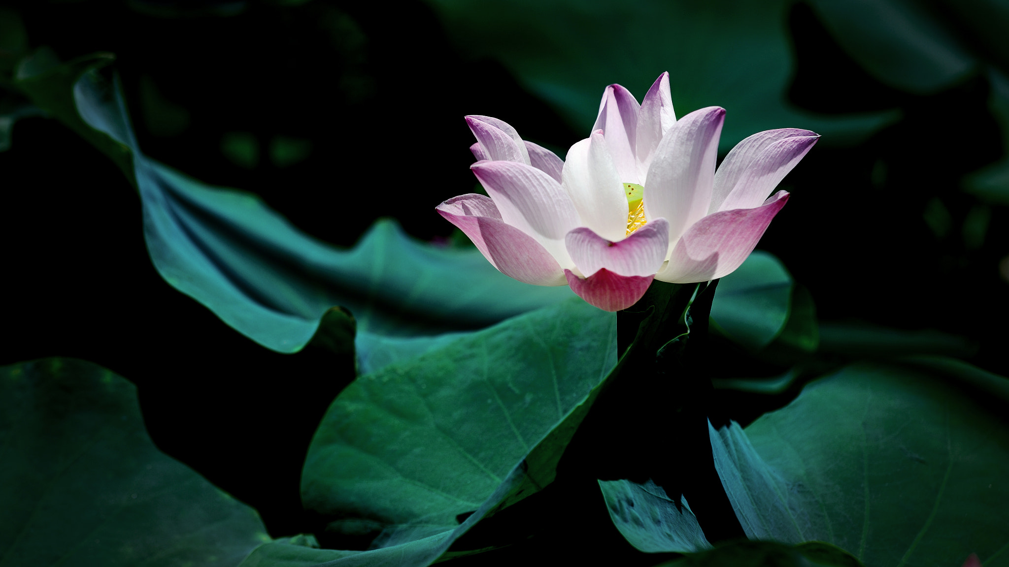 Nikon Df sample photo. Pink lotus photography