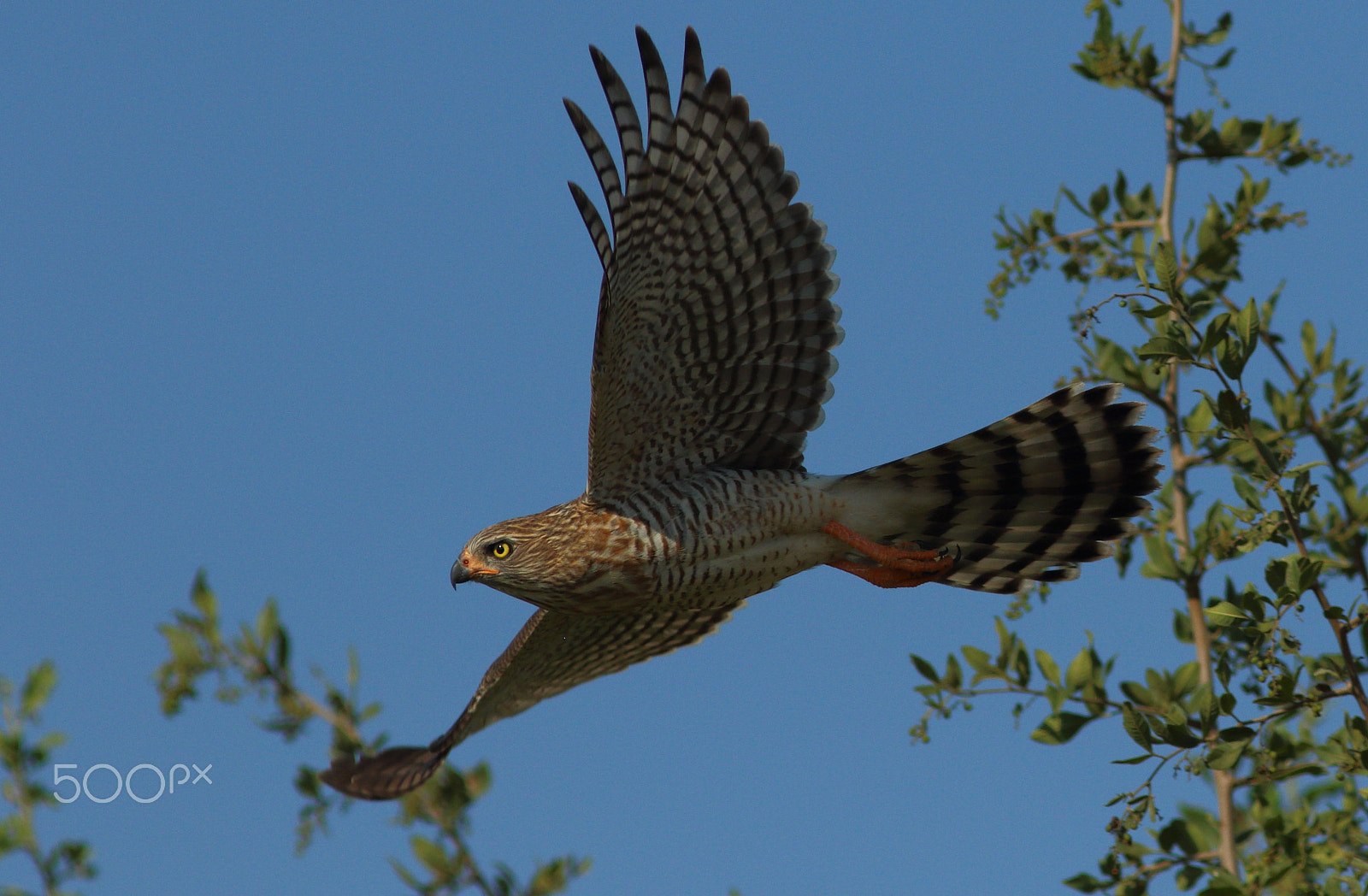 Canon EF 300mm f/4L sample photo. Gabar goshawk photography