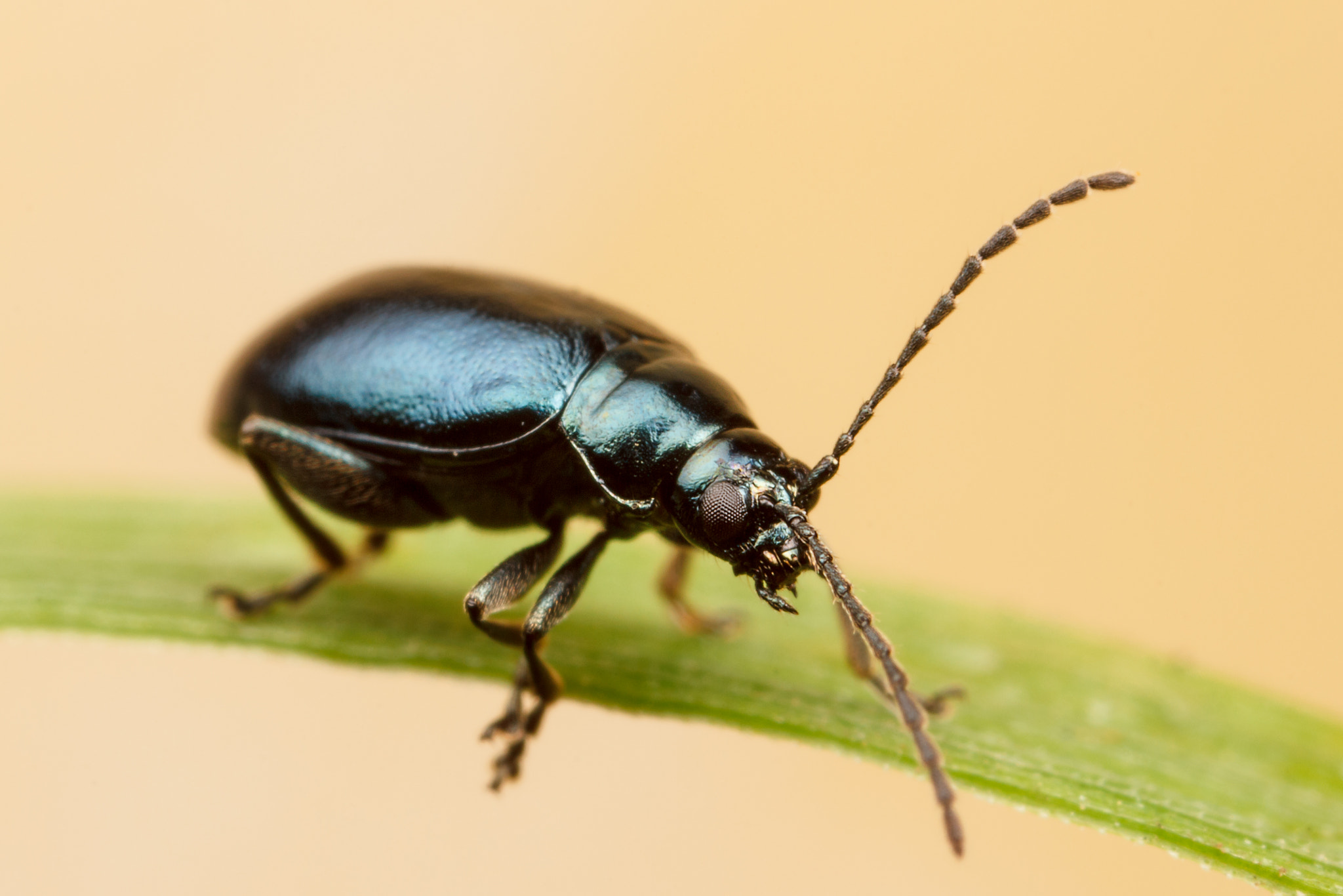 Canon MP-E 65mm F2.5 1-5x Macro Photo sample photo. Blue mint leaf beetle photography