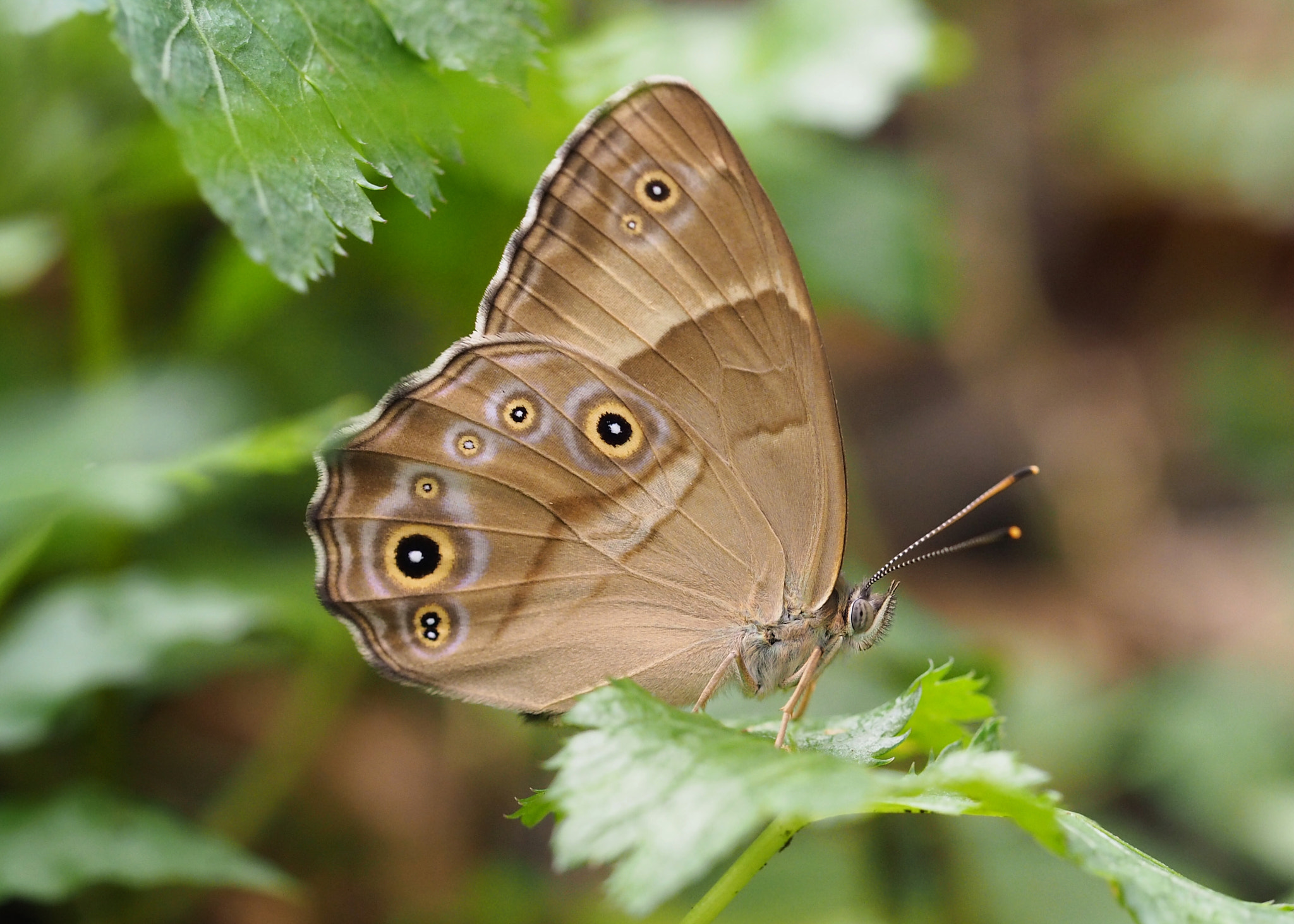 Olympus PEN E-PL7 sample photo. Lethe sicelis photography