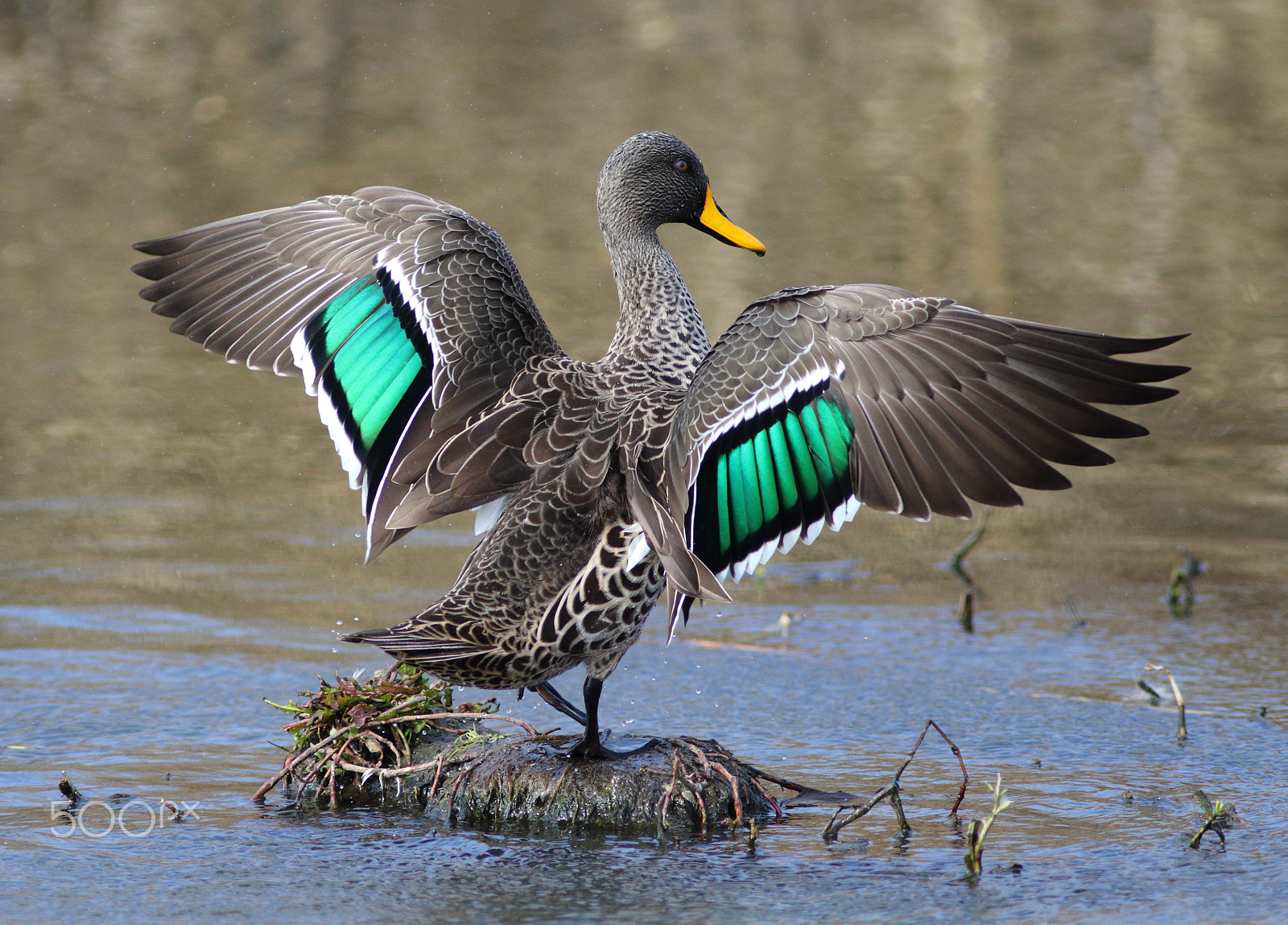 Canon EF 300mm f/4L sample photo. Spread your wings photography