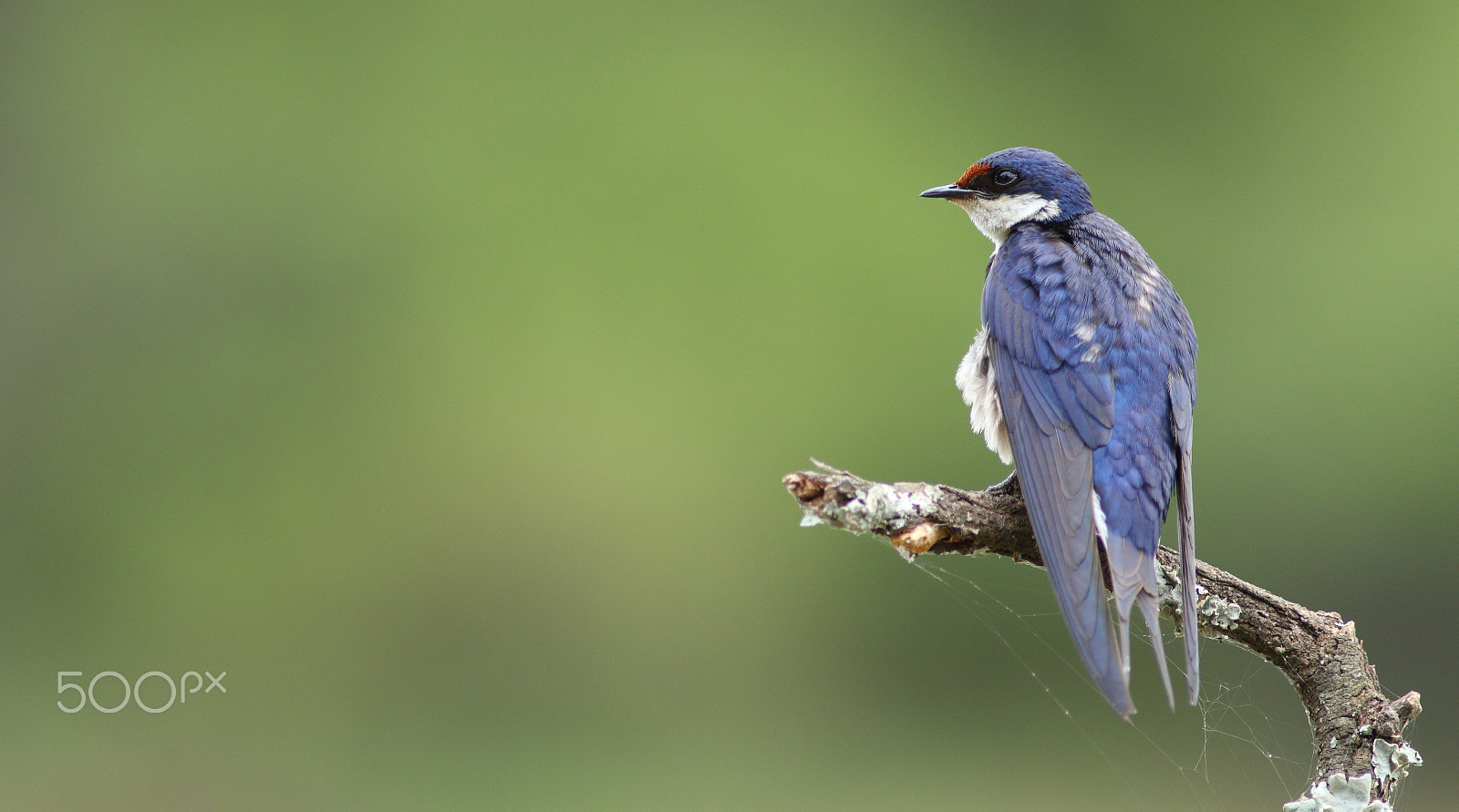 Canon EF 300mm f/4L sample photo. Perched beauty photography