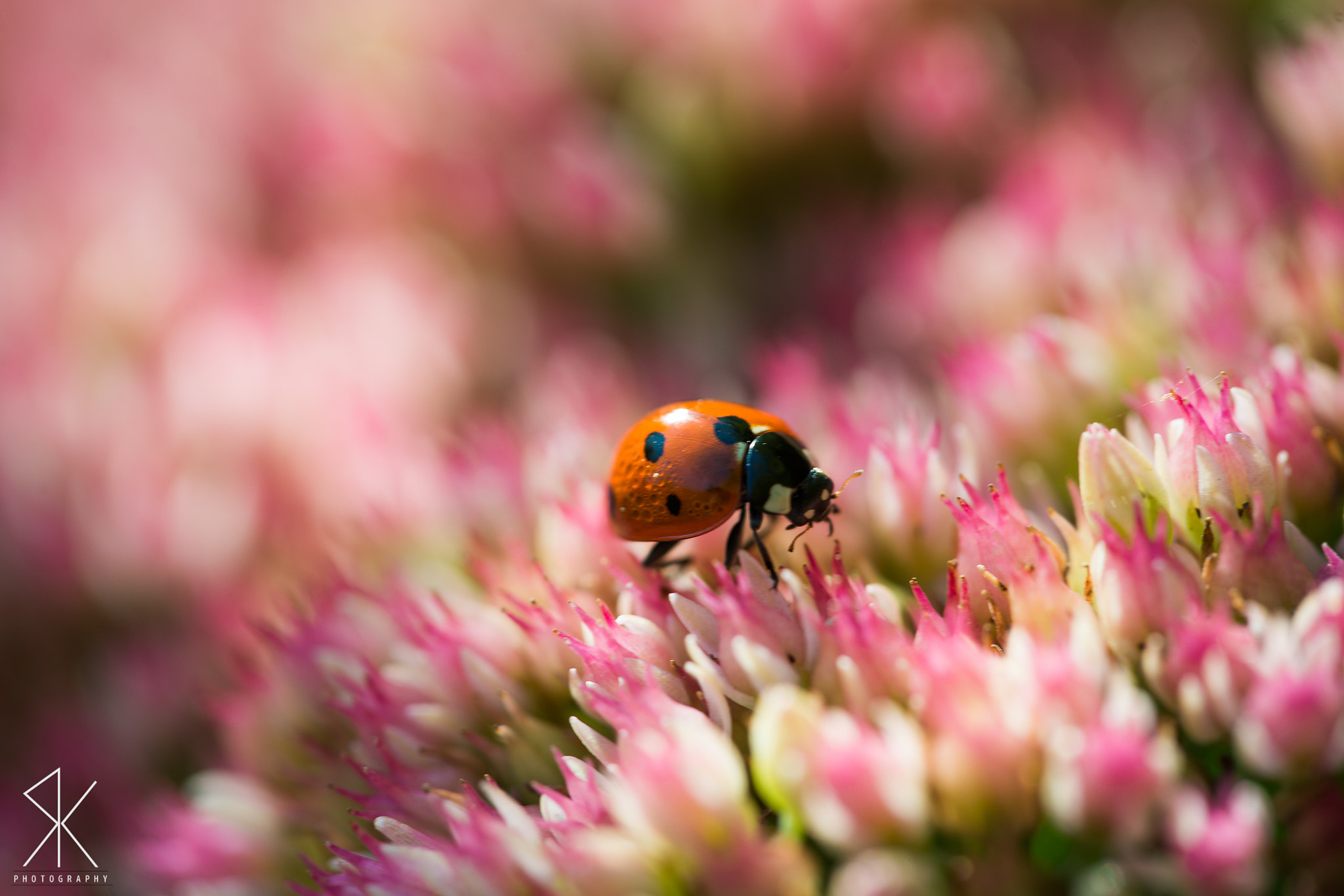 Sigma 150mm F2.8 EX DG Macro HSM sample photo. Simply ladybug photography