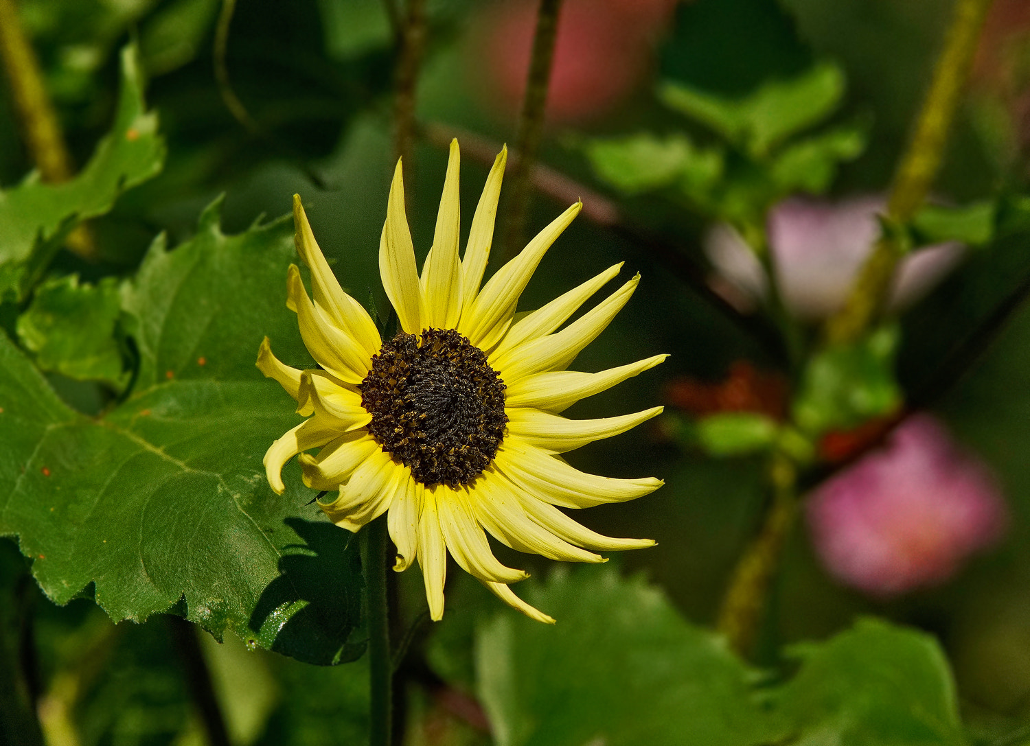 70-200mm F2.8 G SSM OSS II sample photo. A different sort of sunflower photography