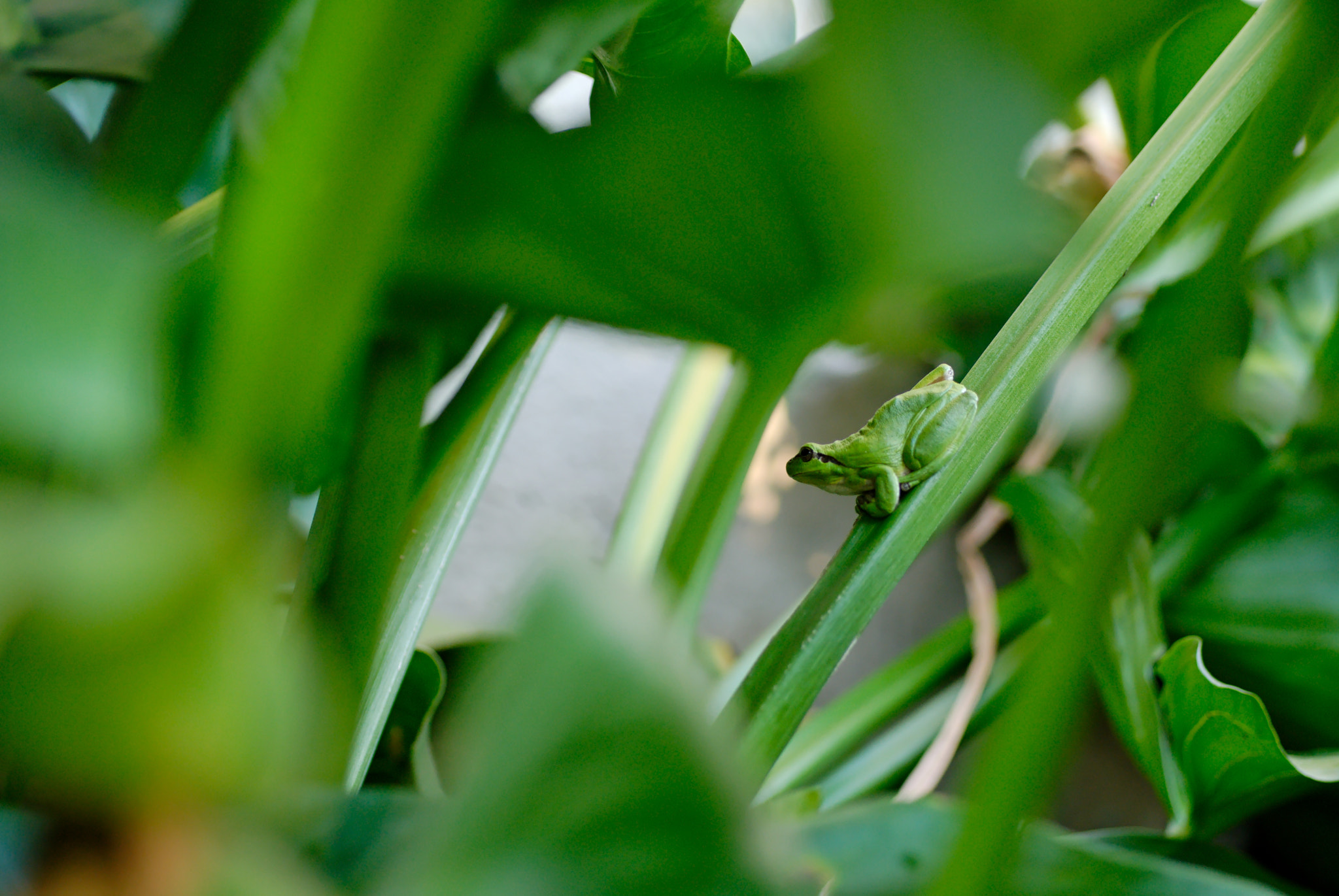 Nikon D200 + Sigma 70mm F2.8 EX DG Macro sample photo. Green photography