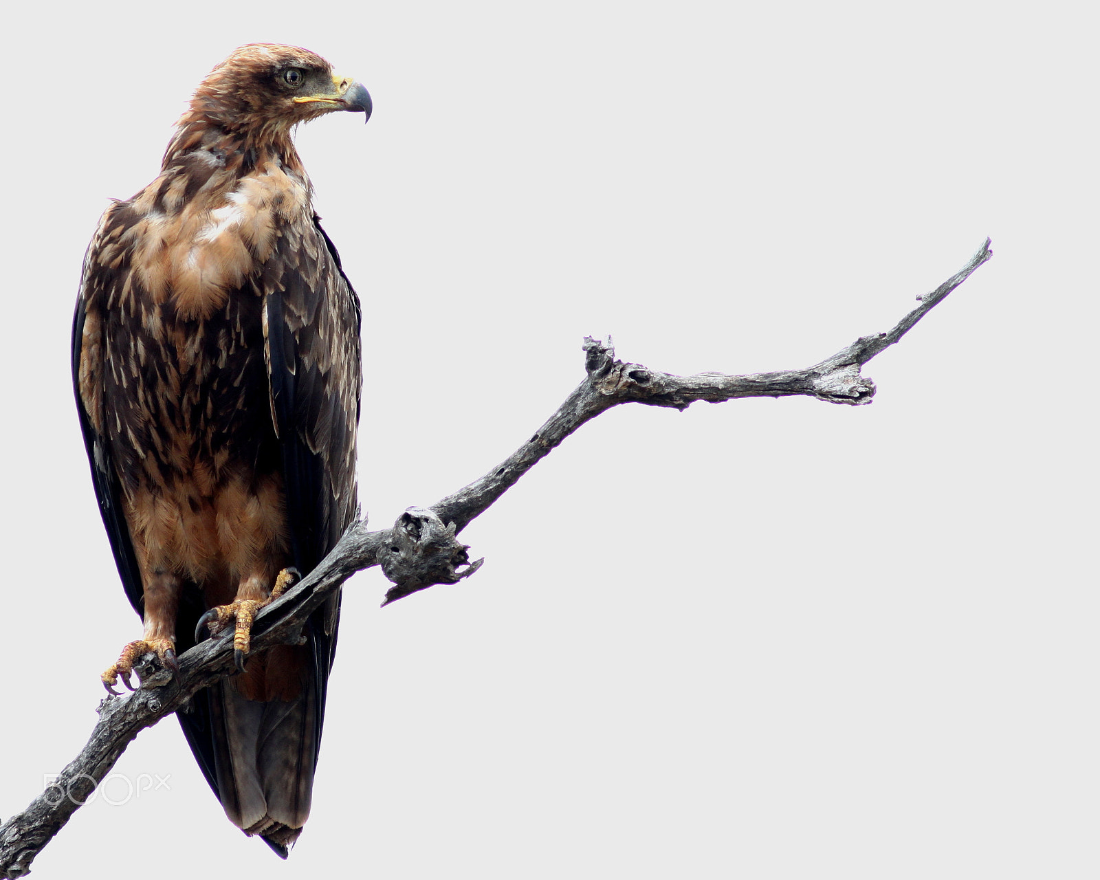 Canon EOS 500D (EOS Rebel T1i / EOS Kiss X3) sample photo. Tawny eagle photography