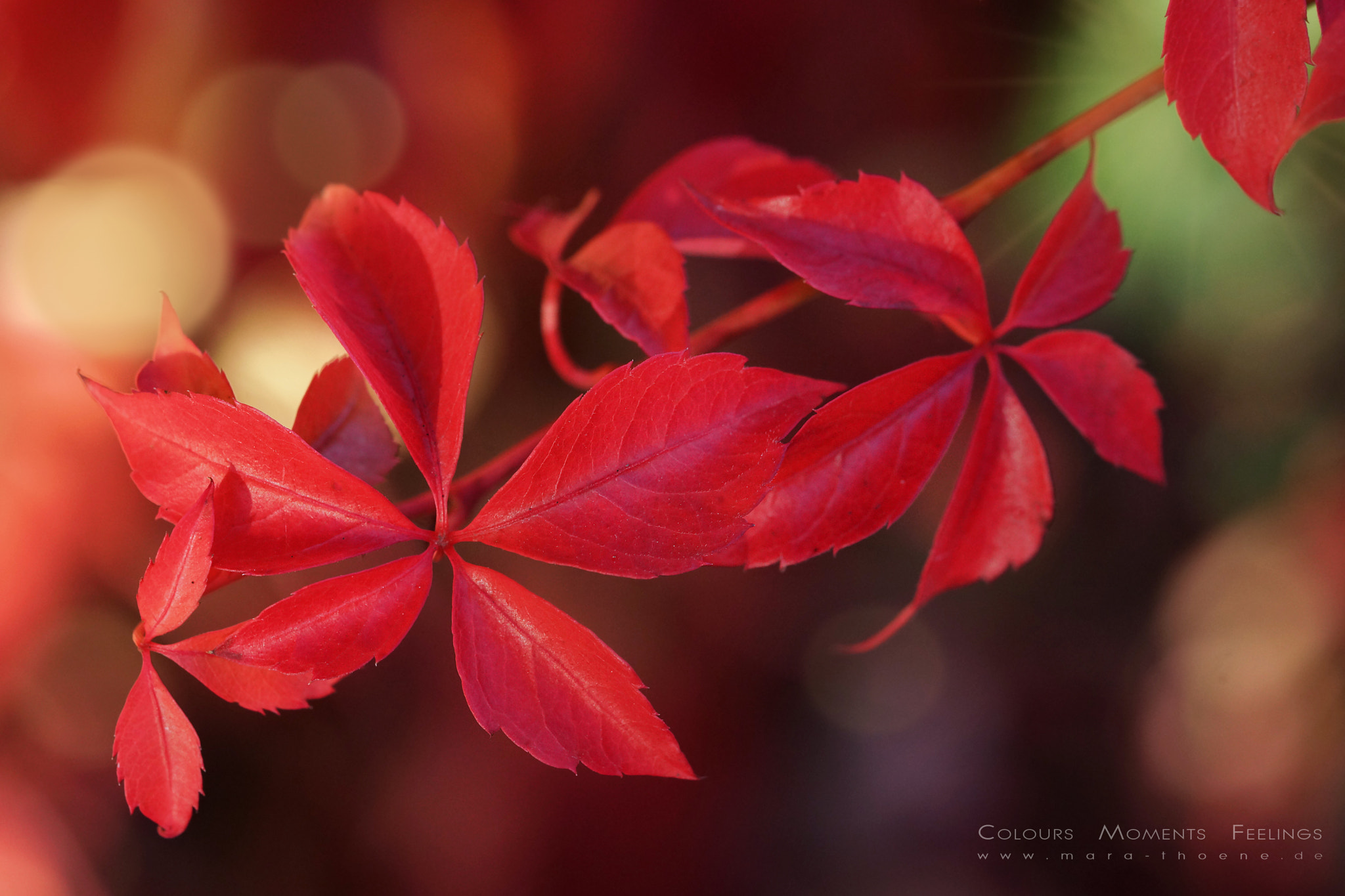 90mm F2.8 Macro G OSS sample photo. Red red wine photography