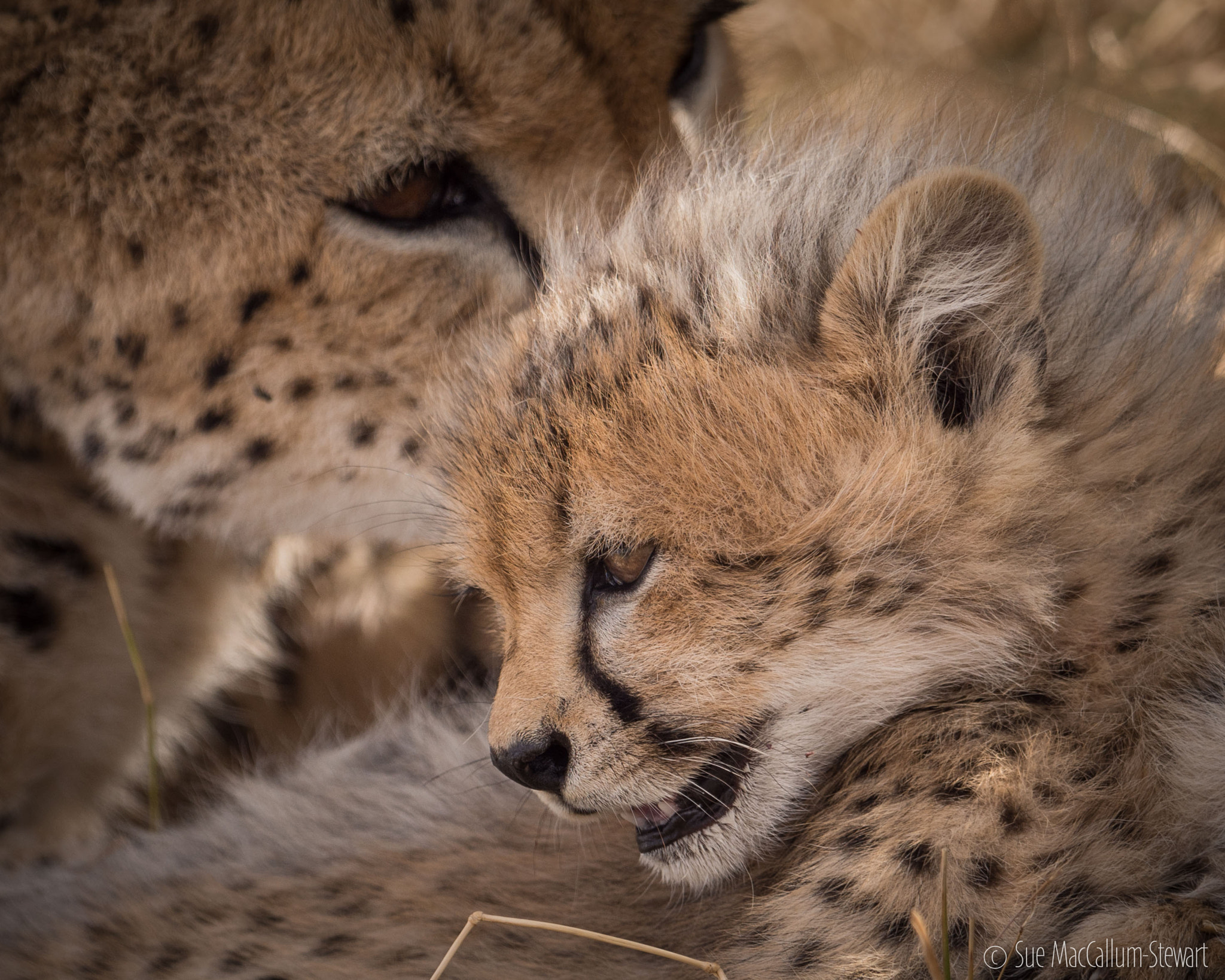 Olympus OM-D E-M5 + OLYMPUS M.300mm F4.0 sample photo. Malaika and one of her cubs photography