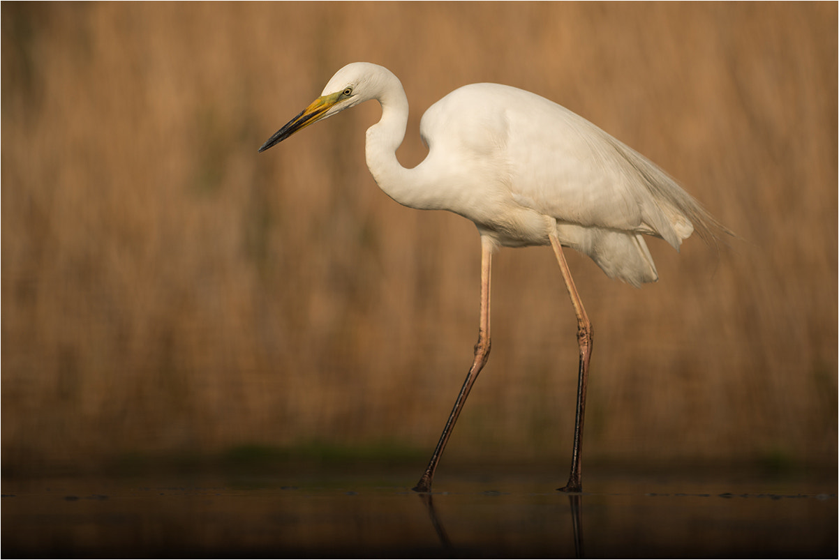 Nikon D800E sample photo. Great egret / silberreiher photography
