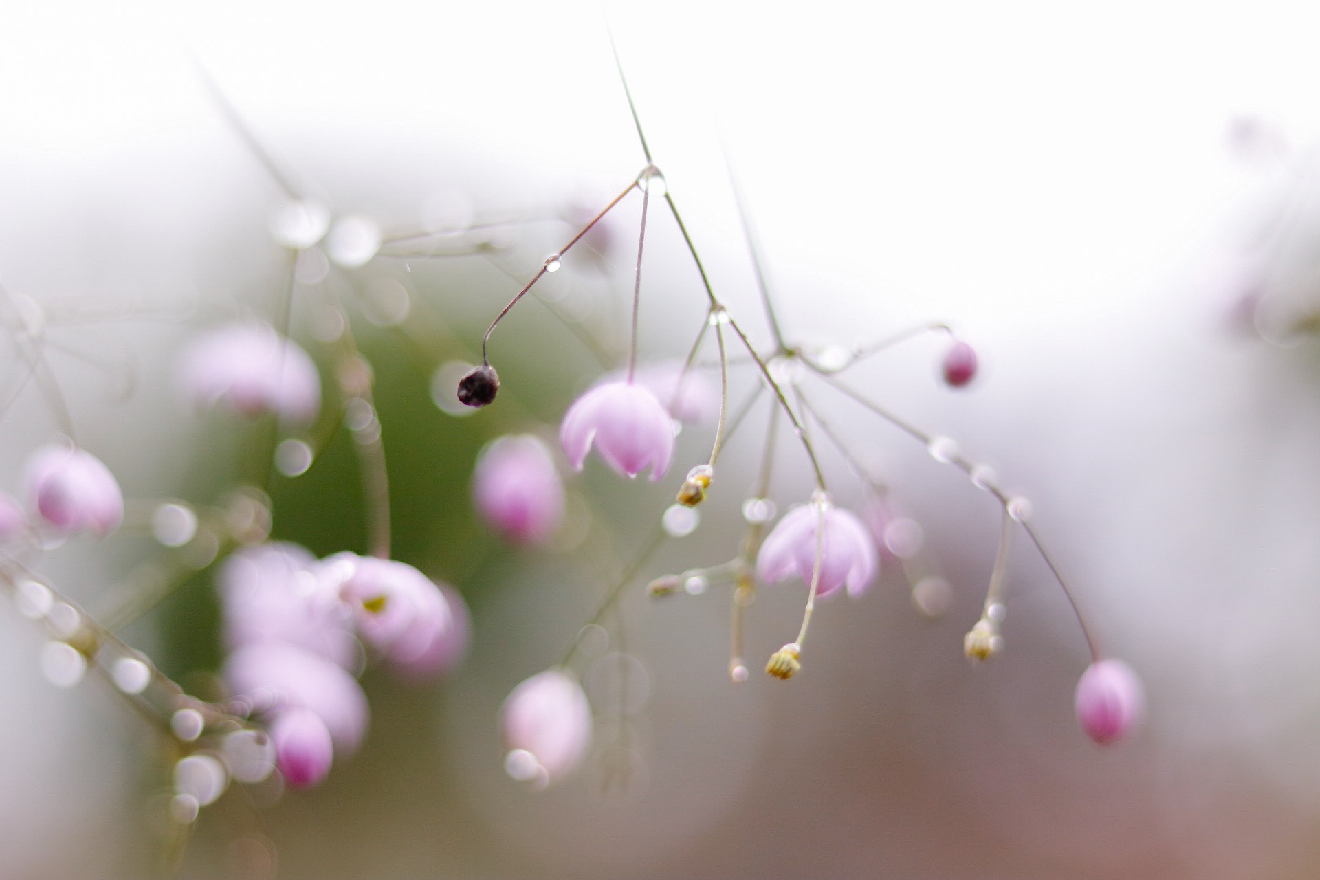 Canon EOS 750D (EOS Rebel T6i / EOS Kiss X8i) + Canon EF 50mm F1.8 STM sample photo. キラキラと photography