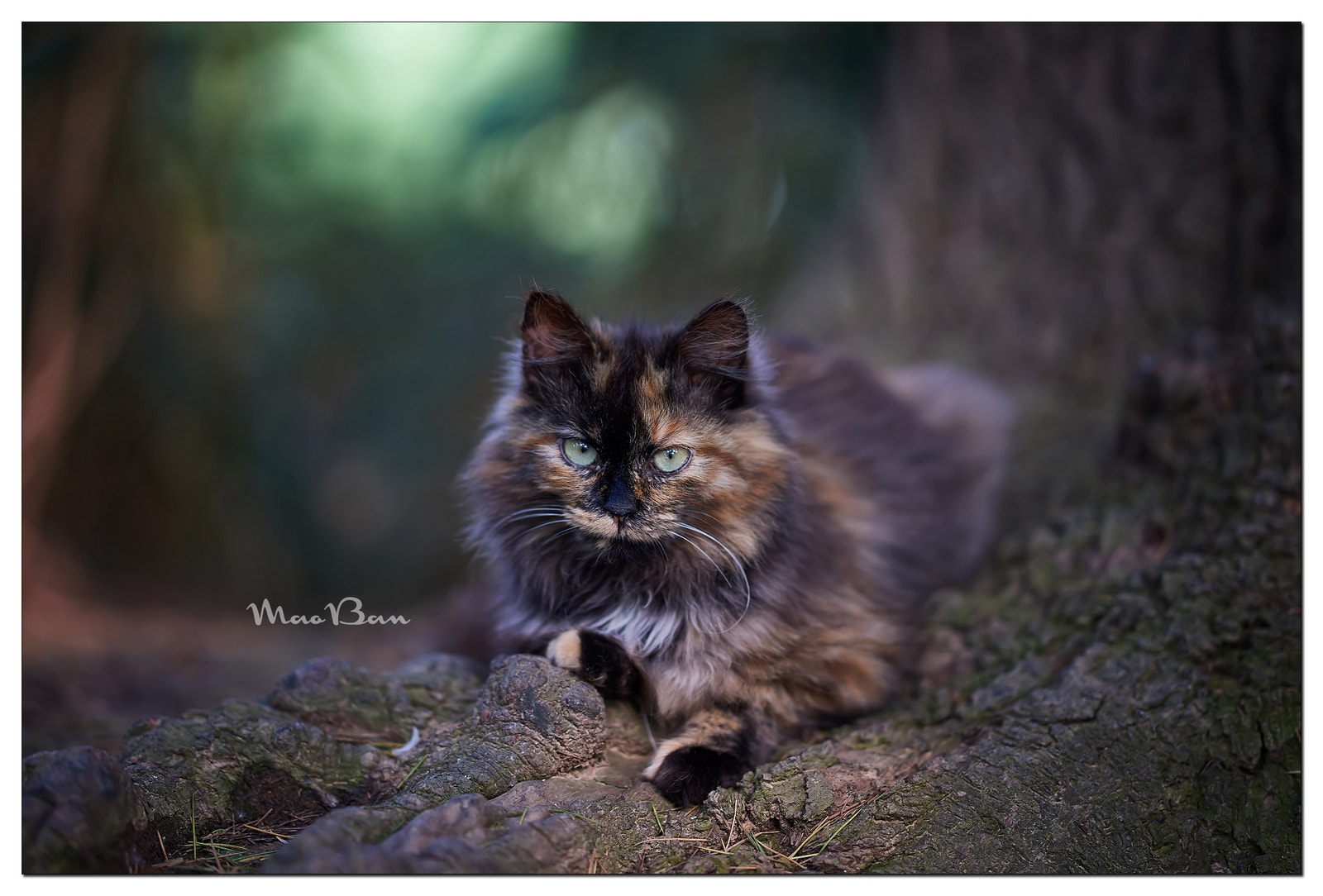 Sony Sonnar T* 135mm F1.8 ZA sample photo. Flower cat photography