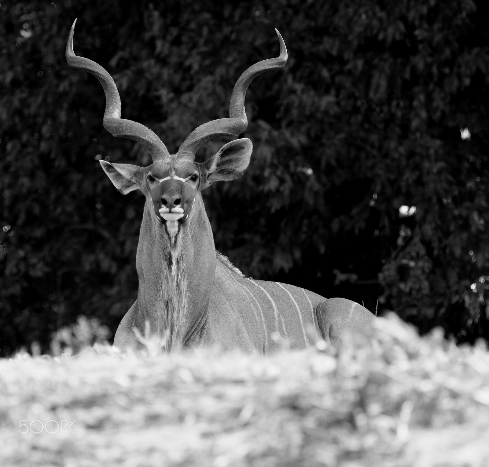 Canon EOS 500D (EOS Rebel T1i / EOS Kiss X3) sample photo. Greater kudu photography