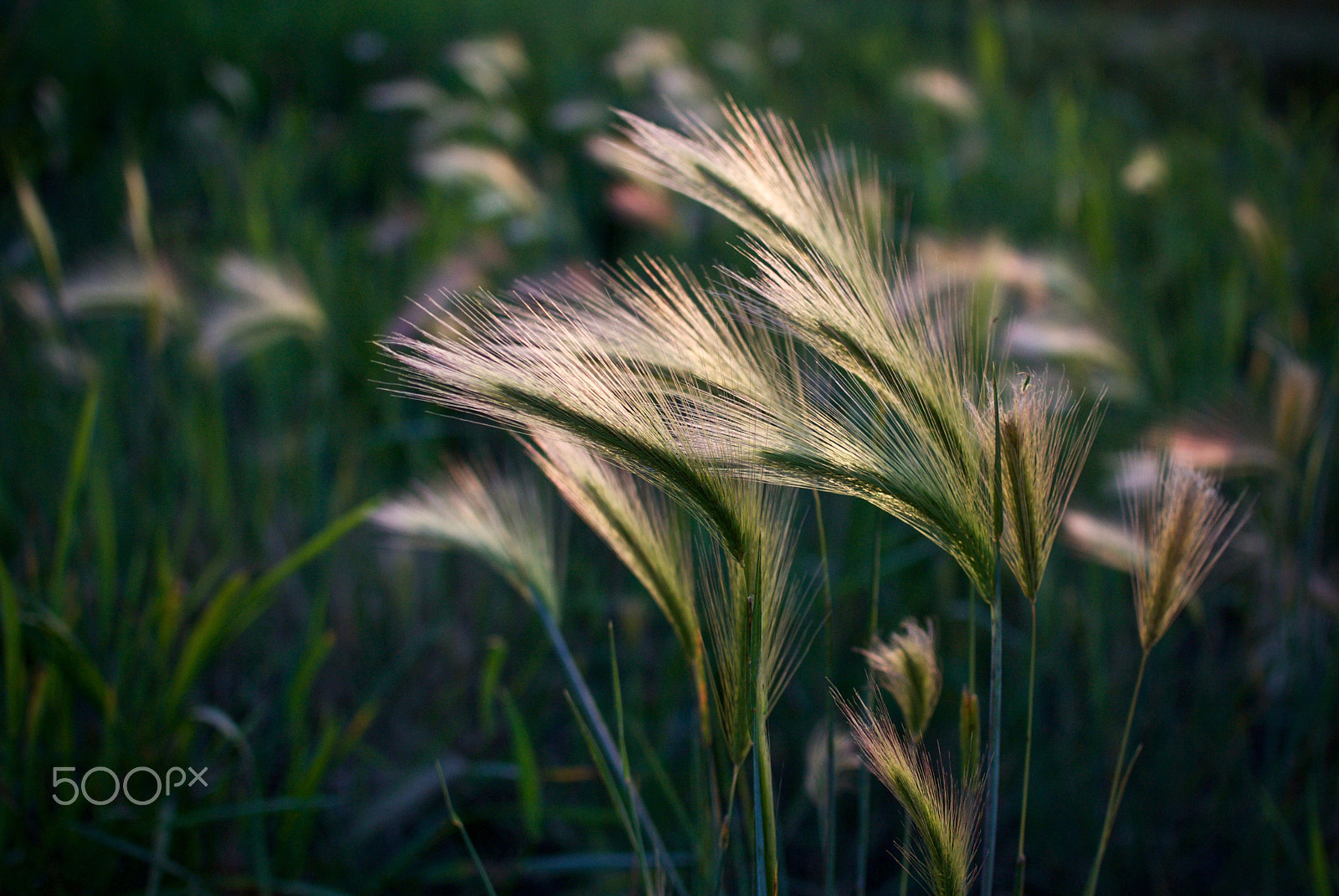 Nikon 1 J2 + Nikon 1 Nikkor 18.5mm F1.8 sample photo. Foxtails photography