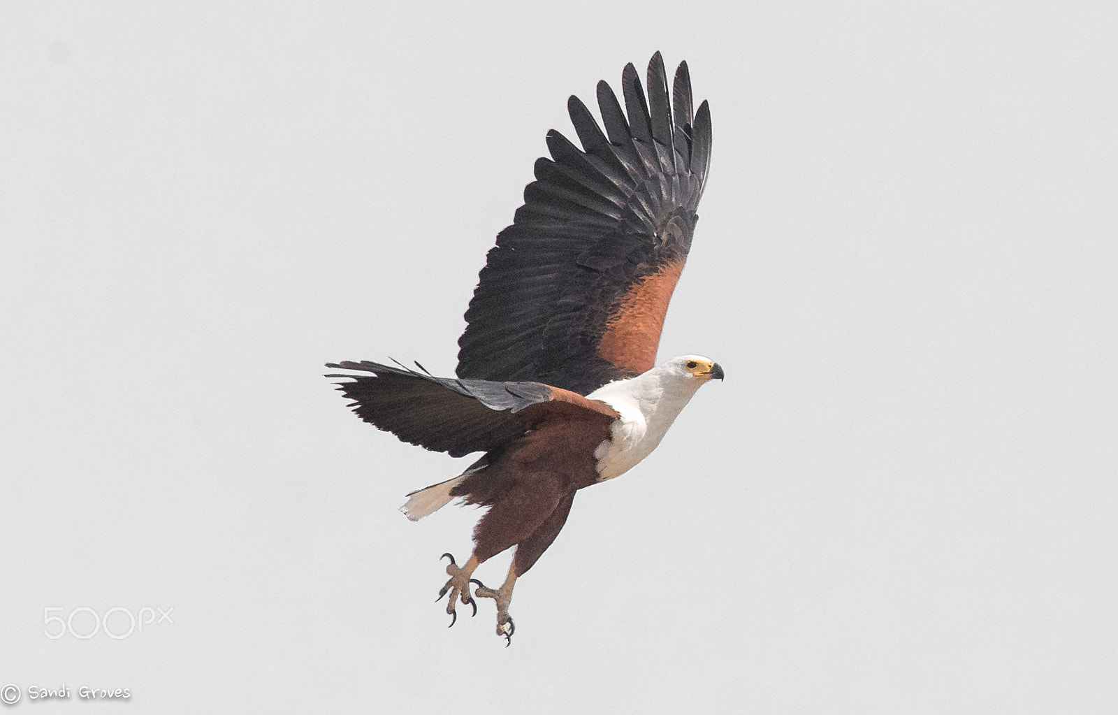 Nikon Nikkor AF-S 300mm F4E PF ED VR sample photo. Fish eagle photography