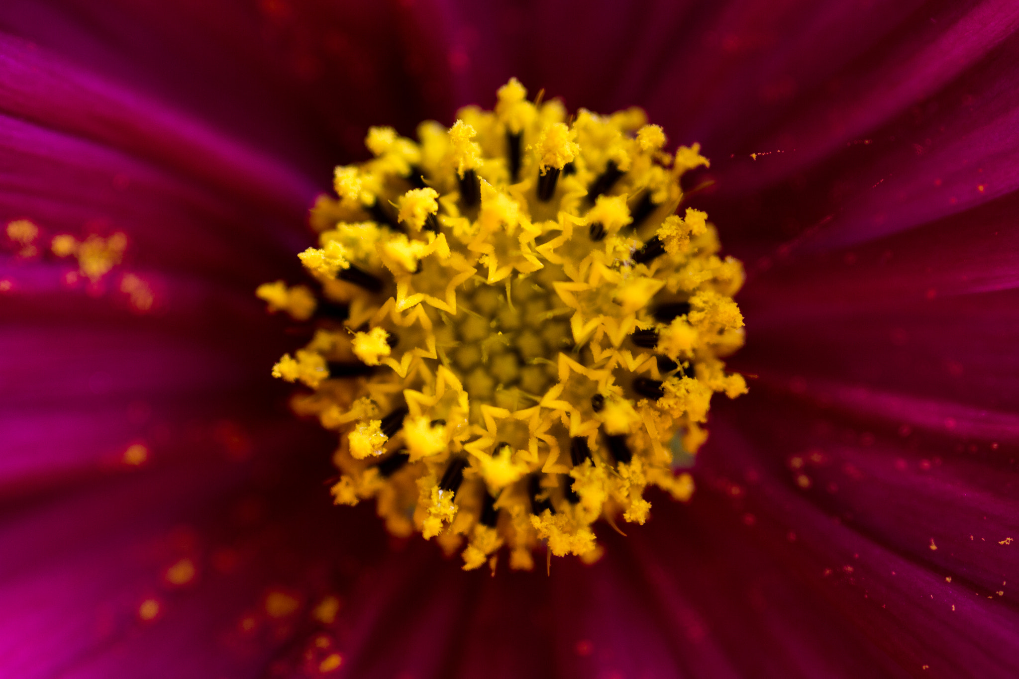 Canon EOS 60D + Sigma 105mm F2.8 EX DG Macro sample photo. Circle of stars - cercle d'étoile photography