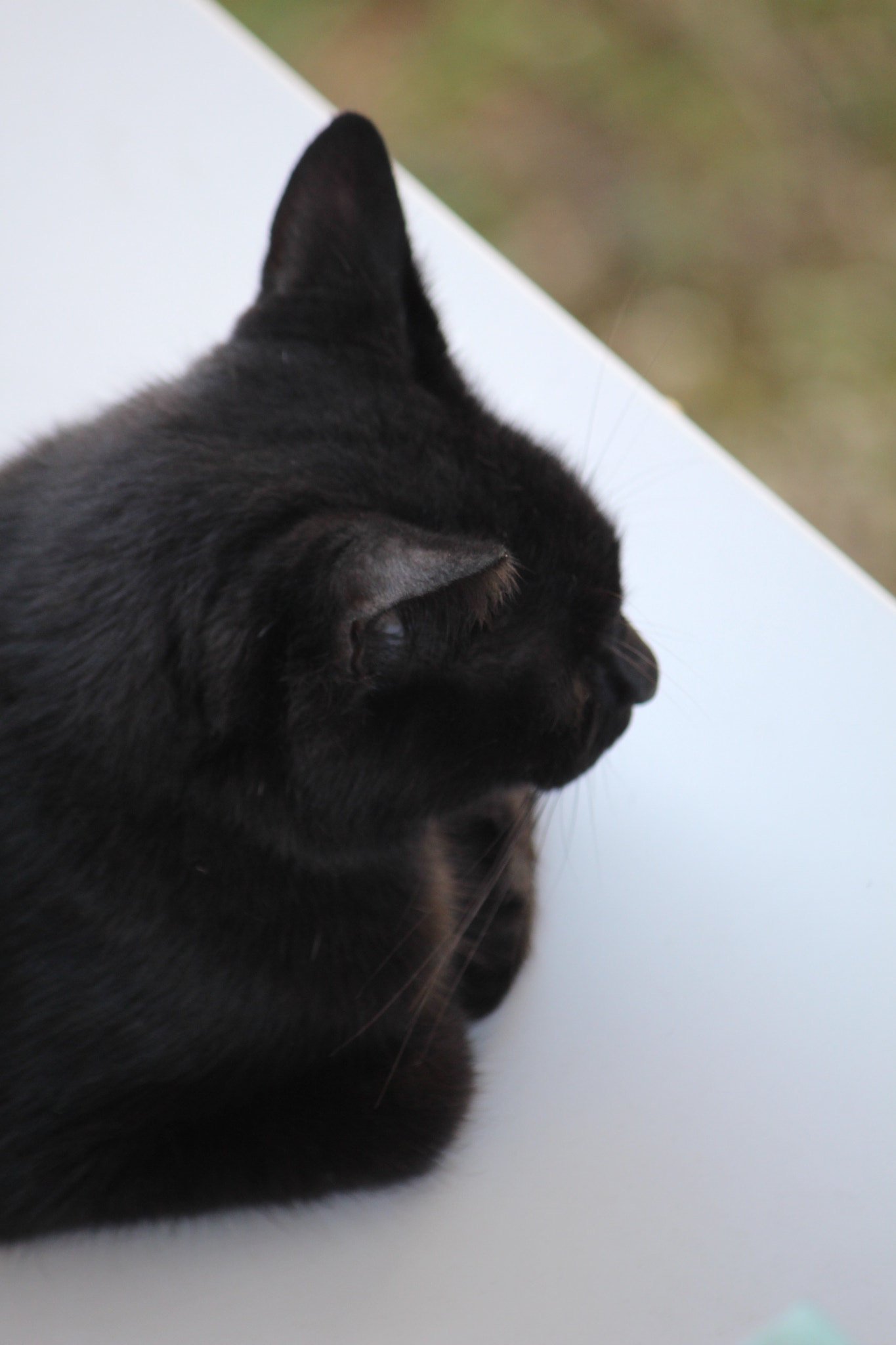 Canon EF-S 55-250mm F4-5.6 IS sample photo. 黒猫  black cat photography