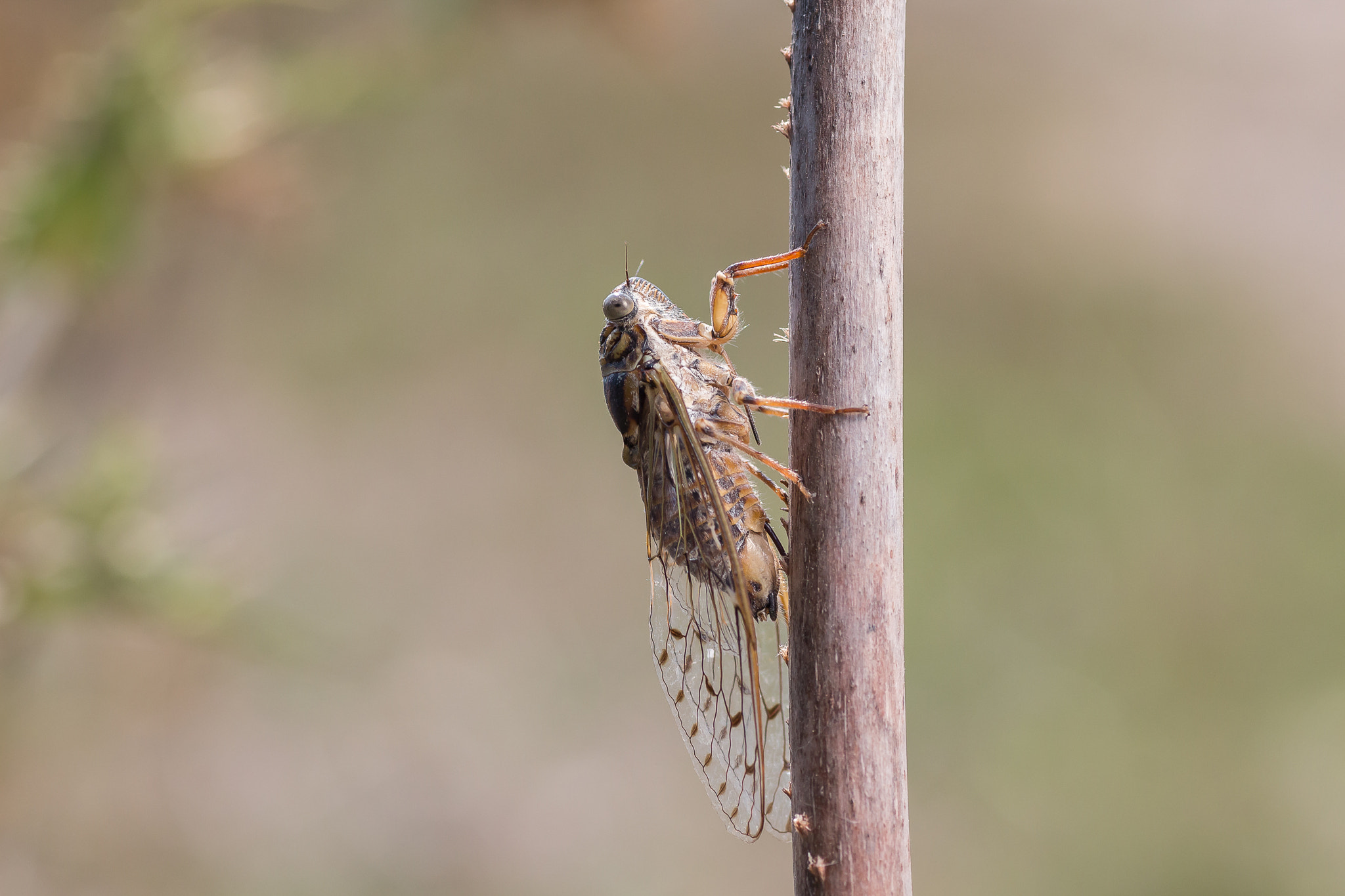 Canon EOS 650D (EOS Rebel T4i / EOS Kiss X6i) + Tamron SP AF 90mm F2.8 Di Macro sample photo. Cricket photography