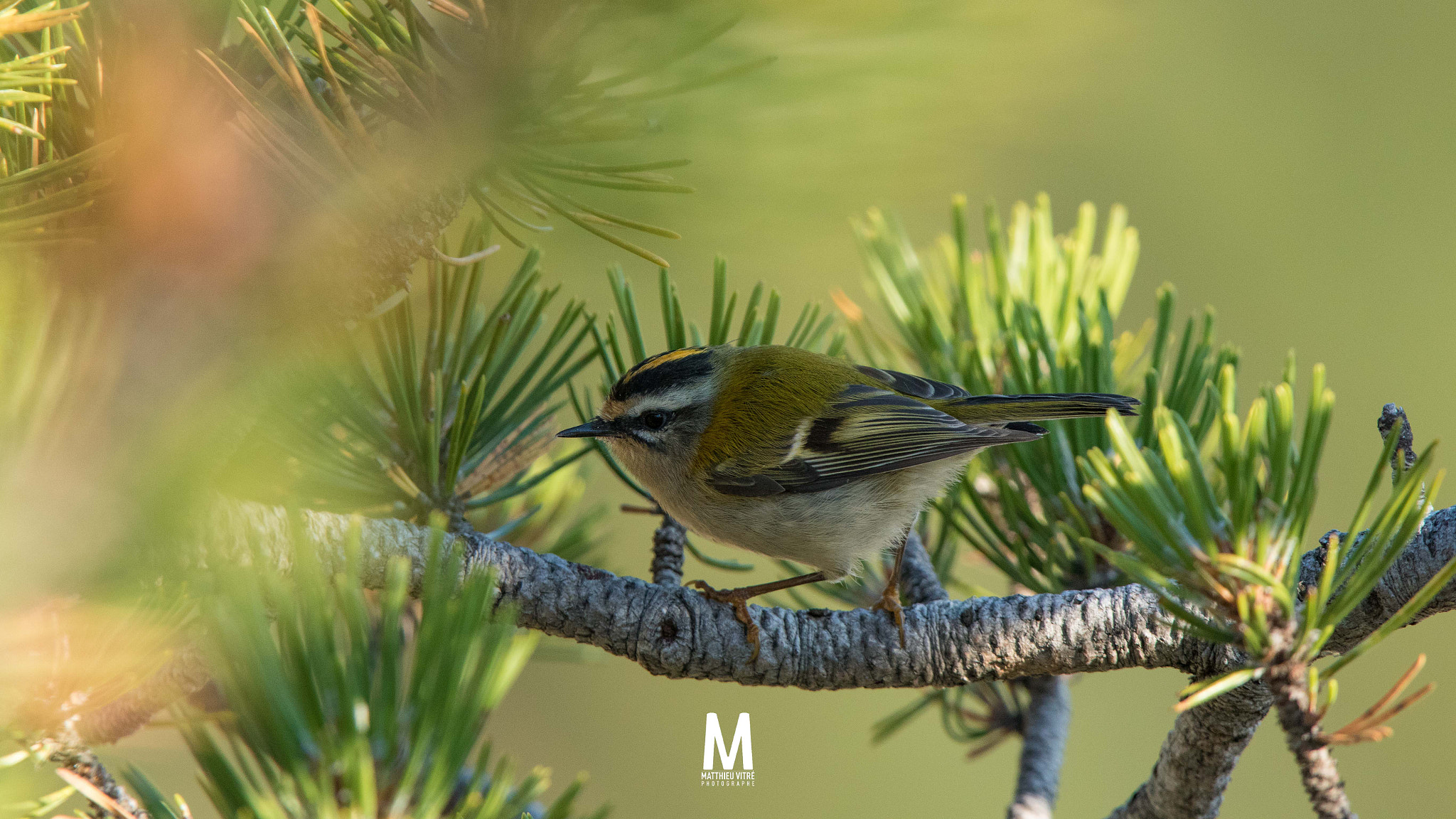 Canon EF 300mm F2.8L IS USM sample photo. Goldcrest kinglet (roitelet à triple bandeau) in the mont ventoux©matthieu vitré photography
