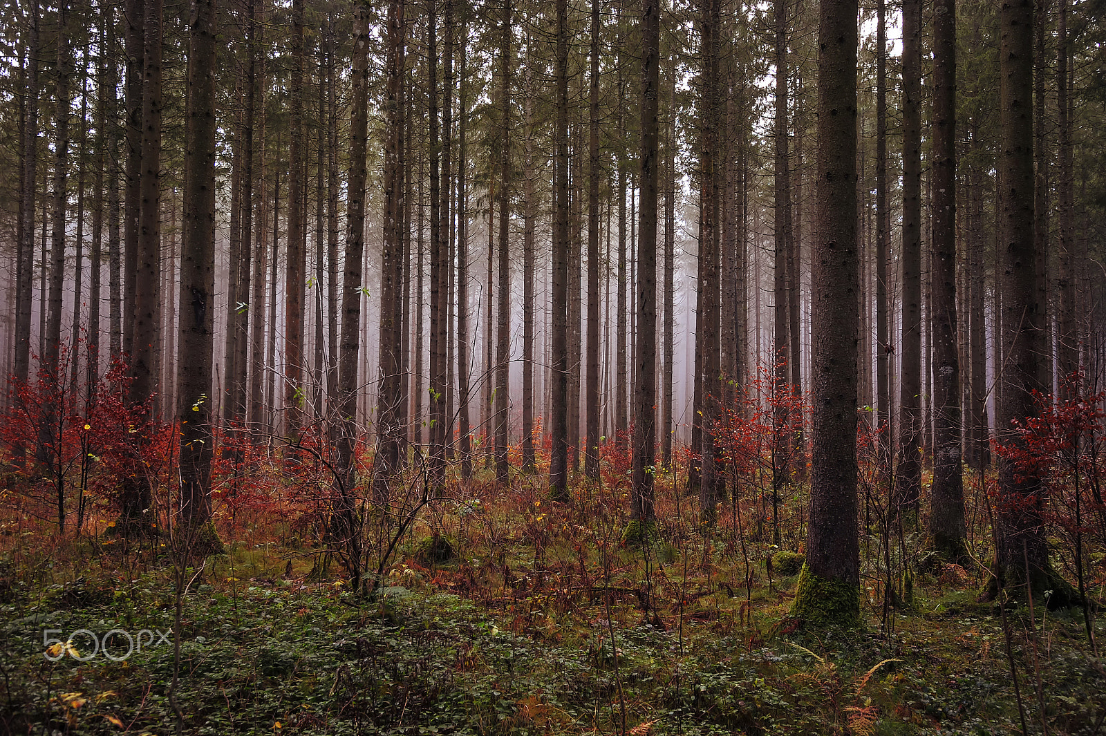Nikon D3 sample photo. Autumnal forest photography