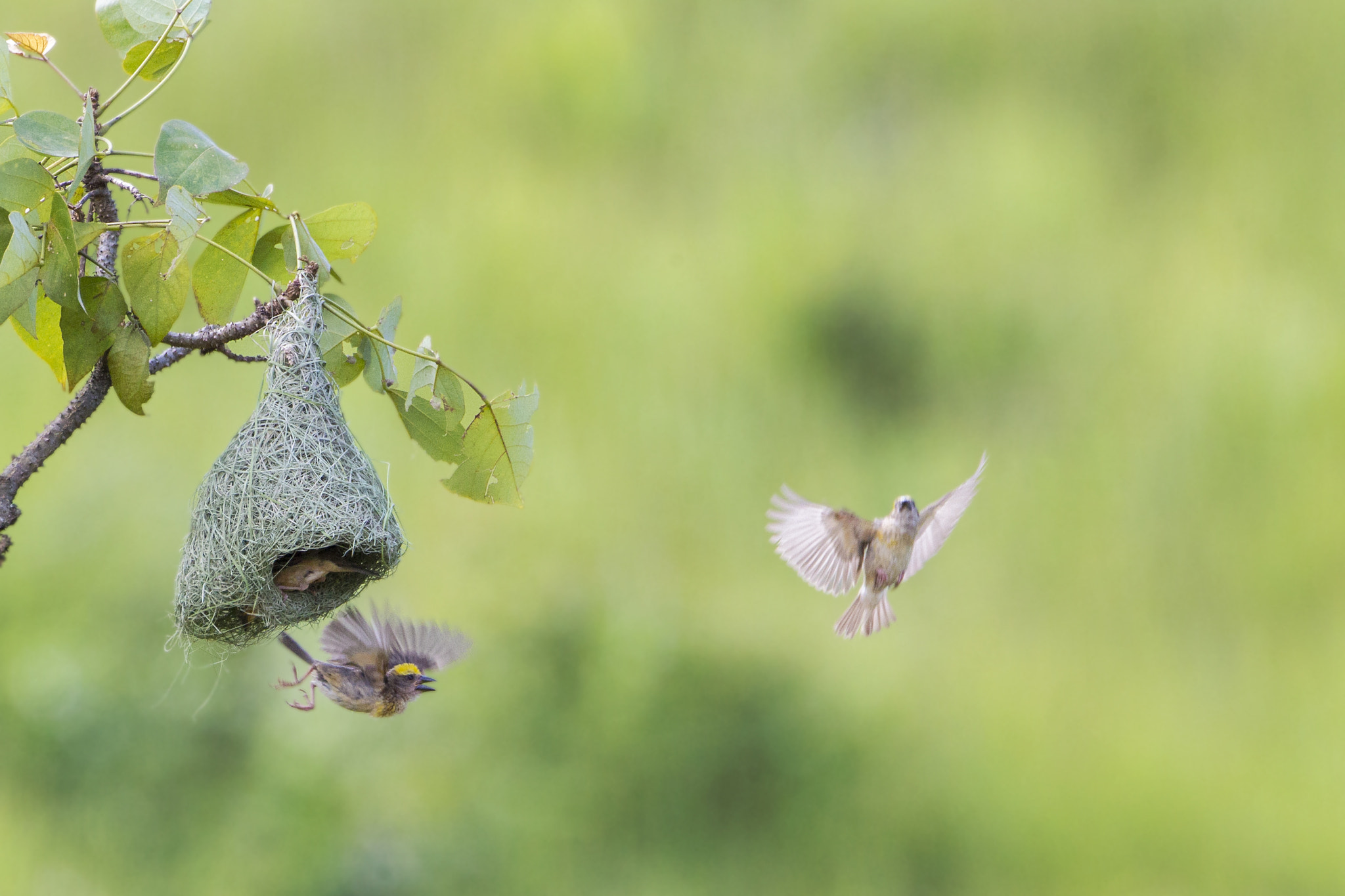 Canon EF 500mm F4L IS USM sample photo. Territorial brawl photography