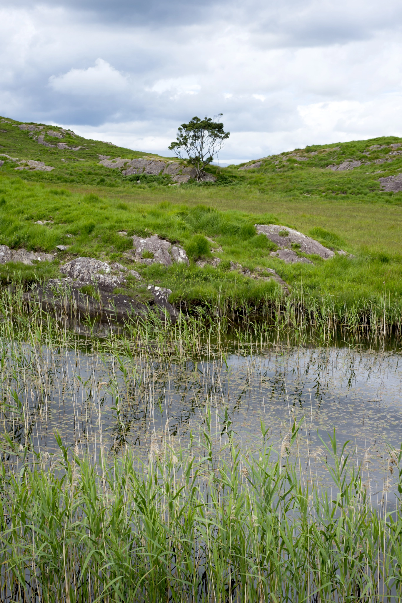 river reeds and lake on the kerry way